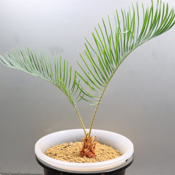 Yahoo!オークション - 「サイカス カイルンシア」の落札相場・落札価格