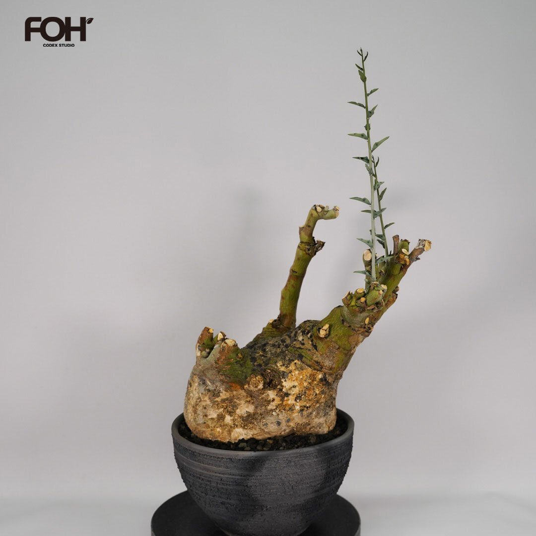 Yahoo!オークション -「アデニアペチュエリー」(その他) (観葉植物)の