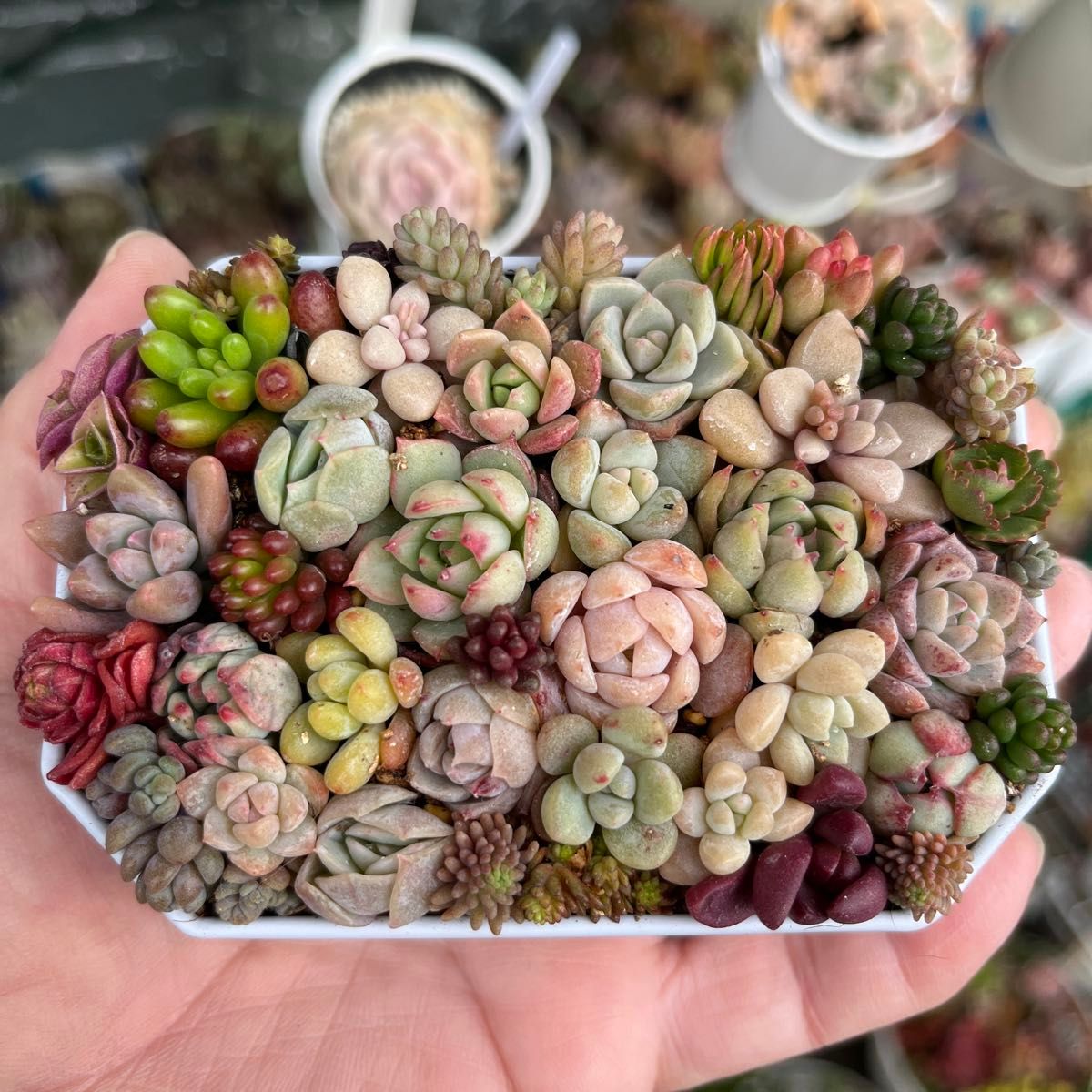 6韓国苗 雑交新種 多肉植物寄せ植えセットカット苗詰め合わせ 10苗