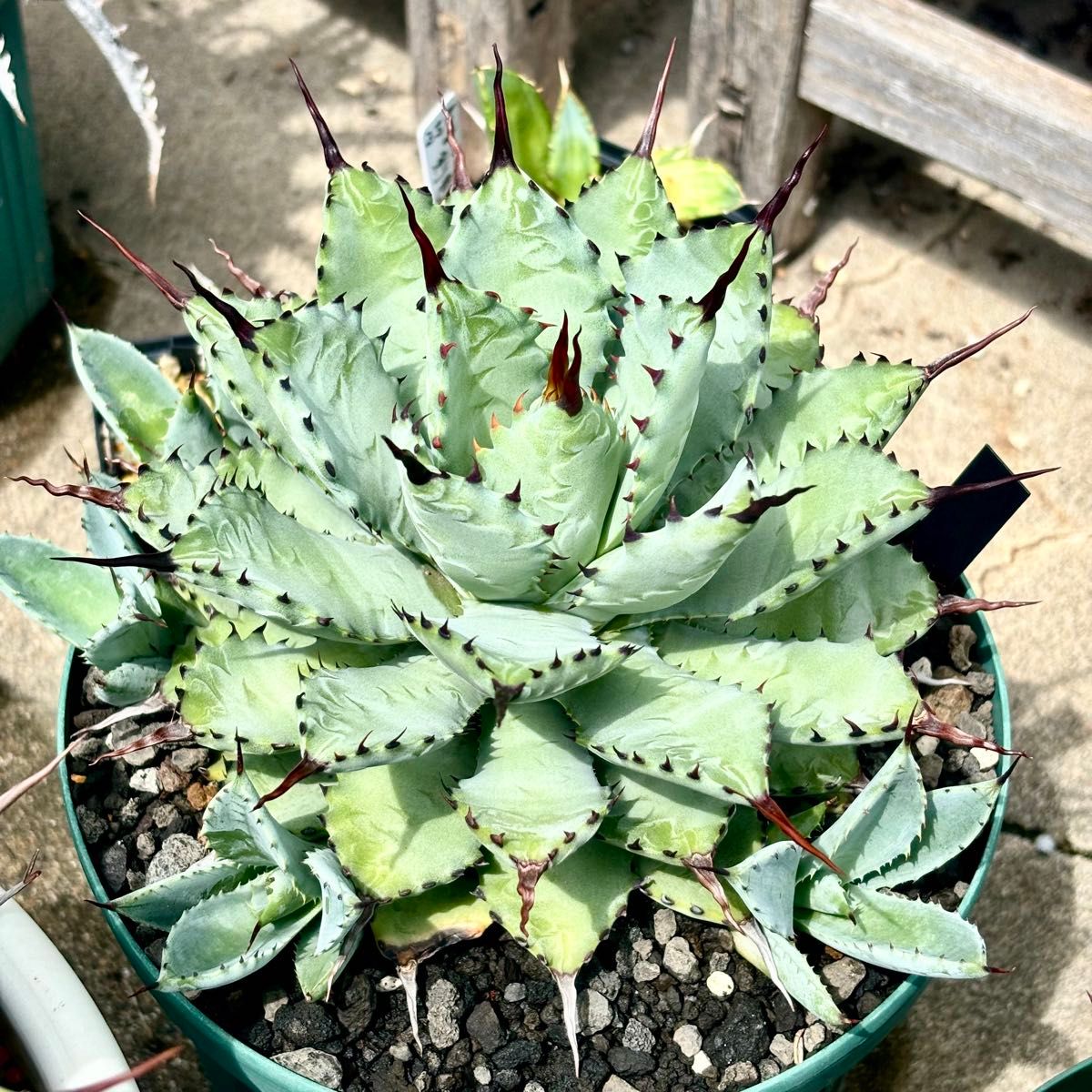 子株】アガベ ゼブラ スクエアトゥース agave zebra square ゼブラ