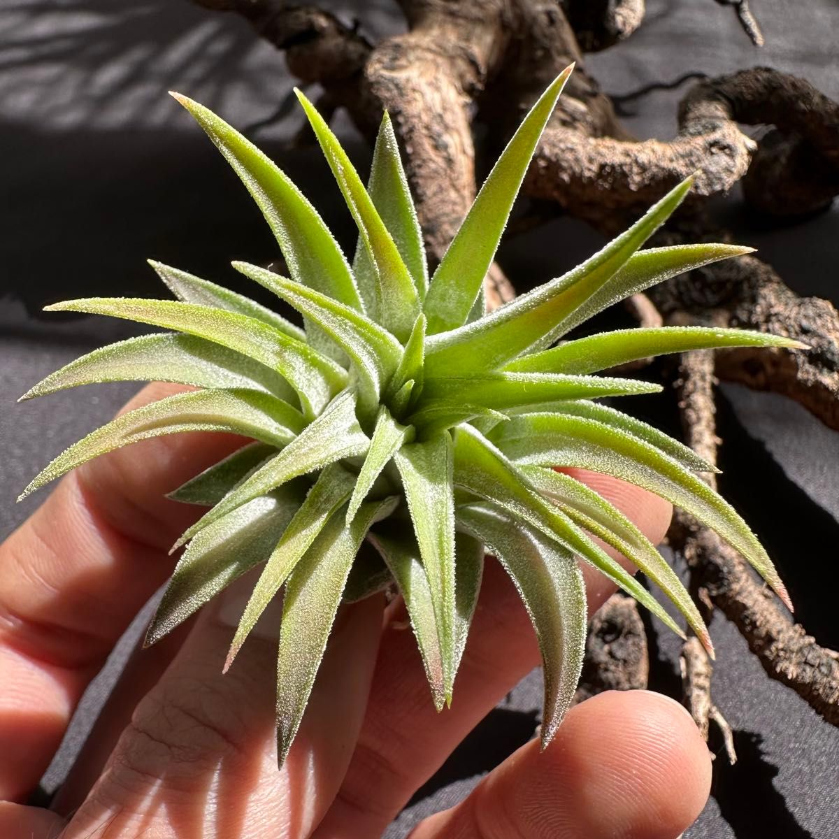 ティランジア レディーフォーリフトオフ /特大株 交配種 希少株