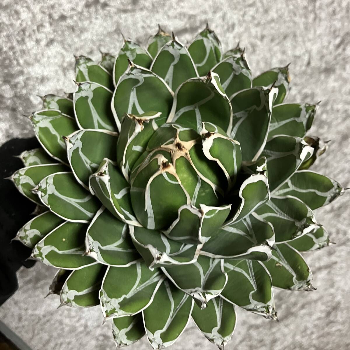 2026年最新】アガベ 笹の雪の商品一覧 - Yahoo!オークション