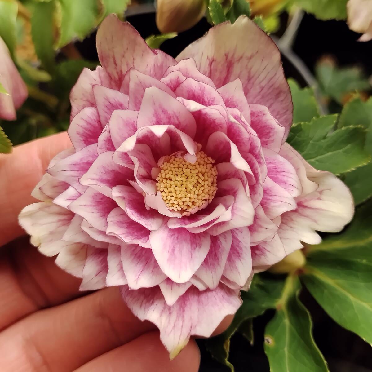 Yahoo!オークション -「クリスマスローズ ソレイユ」の落札相場・落札価格