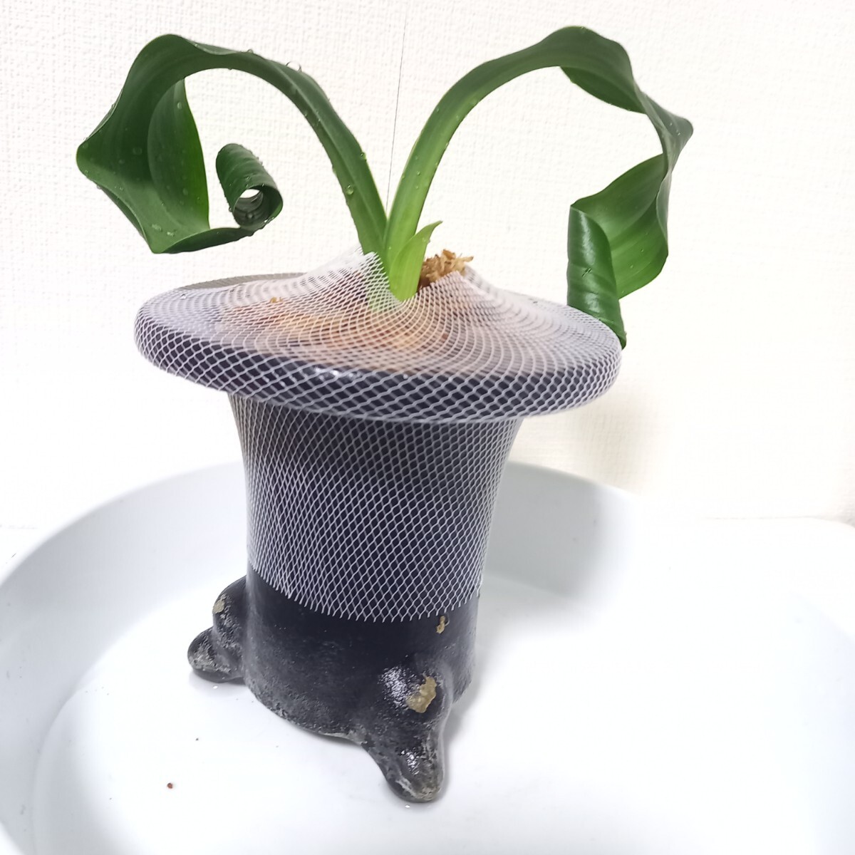 Yahoo!オークション -「万年青 獅子」(花、園芸) の落札相場・落札価格