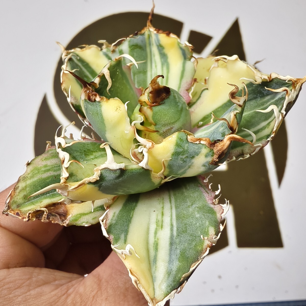 2026年最新】Yahoo!オークション -アガベ チタノタ 白鯨の中古品・新品