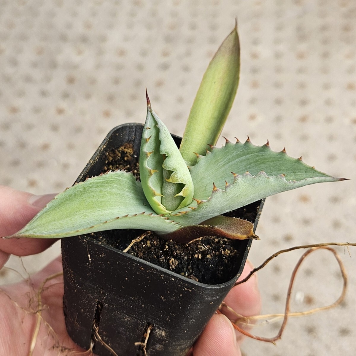 2026年最新】Yahoo!オークション -#アガベの中古品・新品・未使用品一覧