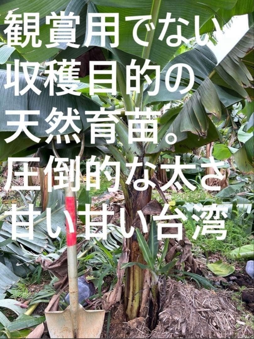 2026年最新】Yahoo!オークション -バナナ苗の中古品・新品・未使用品一覧