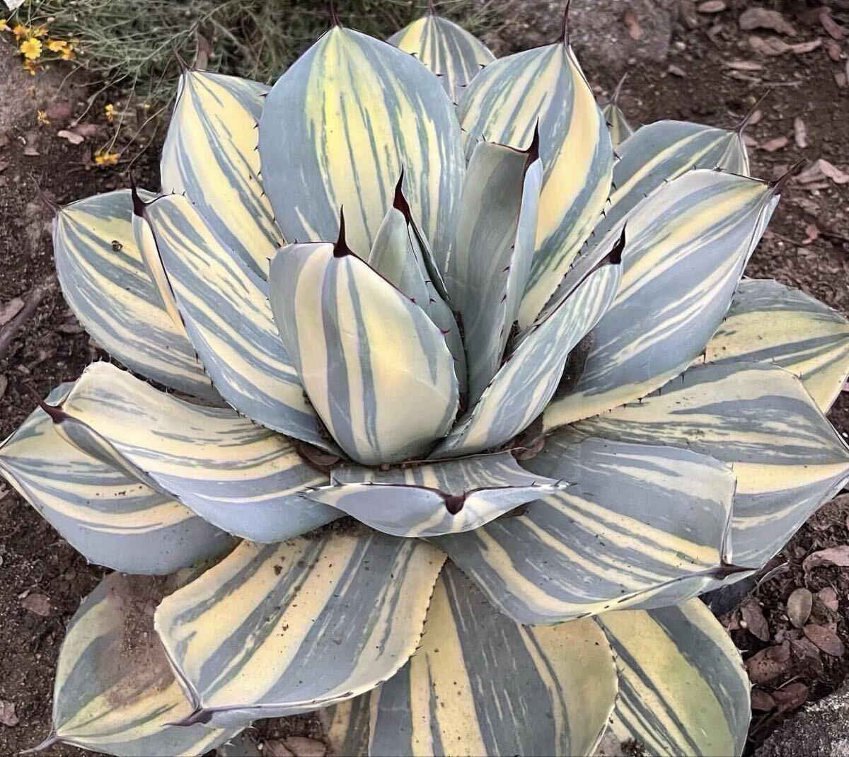 2026年最新】Yahoo!オークション -アガベ パリー 斑入りの中古品・新品