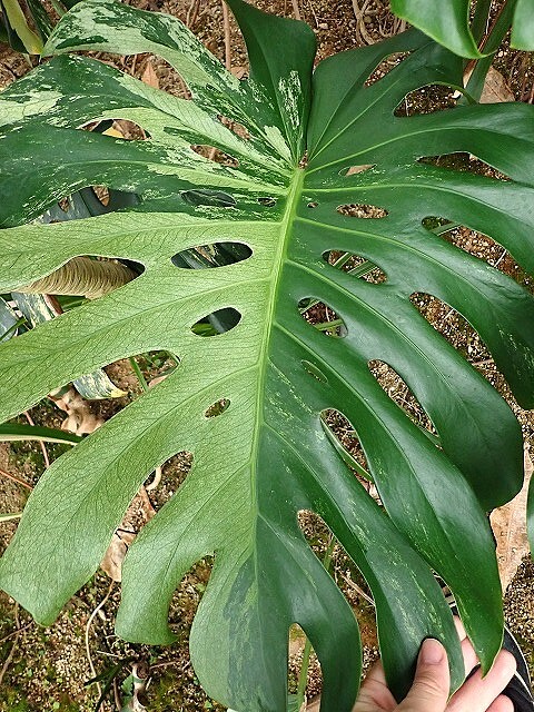 Yahoo!オークション - 「モンステラ ミント」モンステラ (観葉植物) の