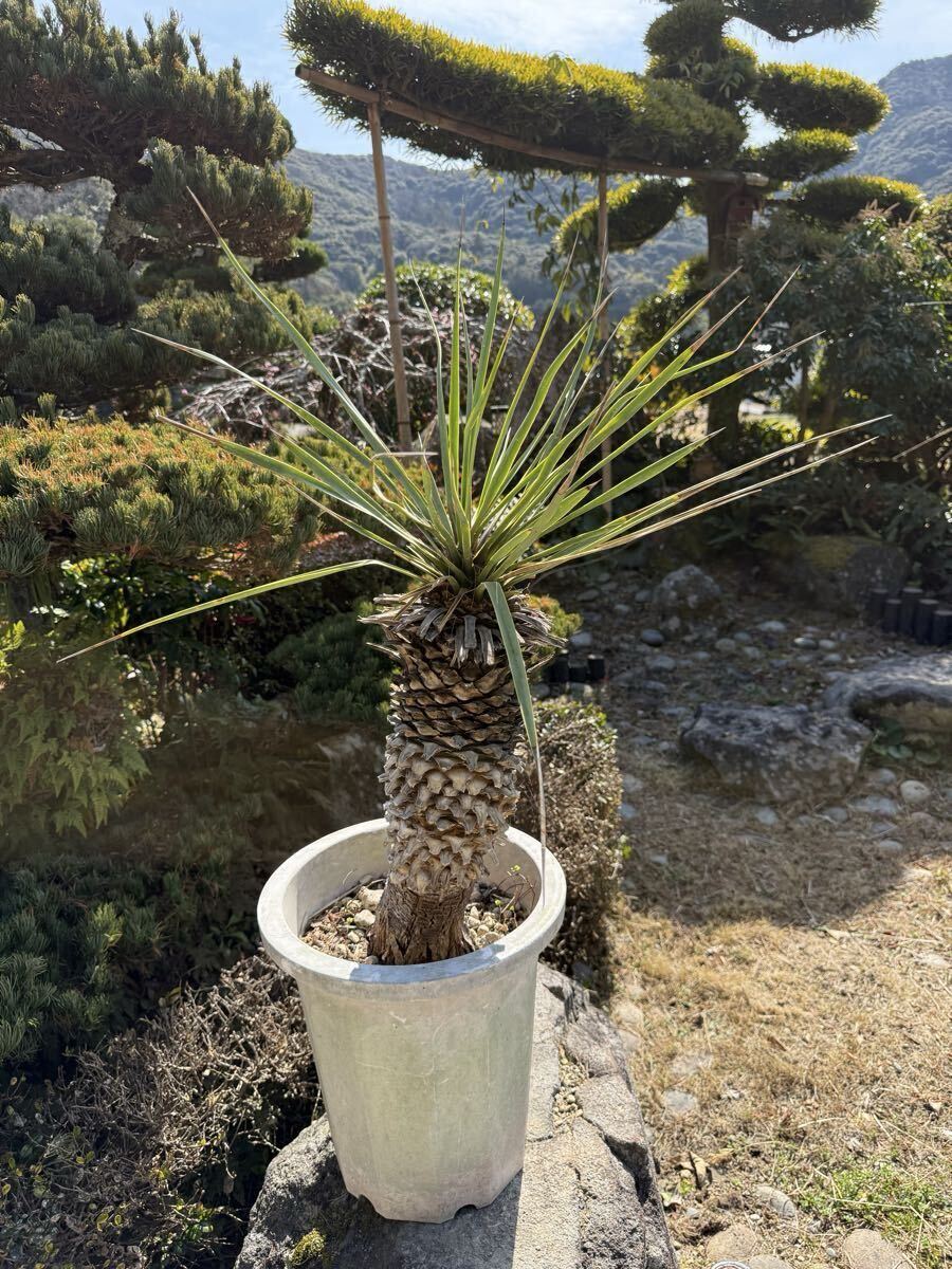 Yahoo!オークション - 子株 太株 ユッカ ロストラータ 発根 耐寒性-15