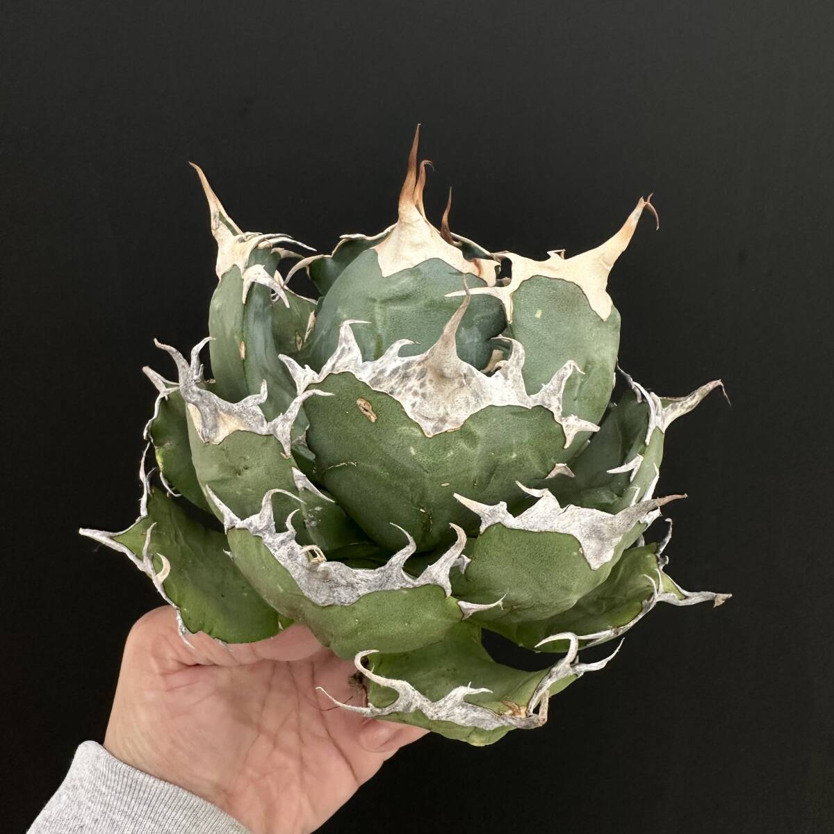 2026年最新】アガベ オアハカ(Agave Oaxaca) 人気のおすすめ商品一覧