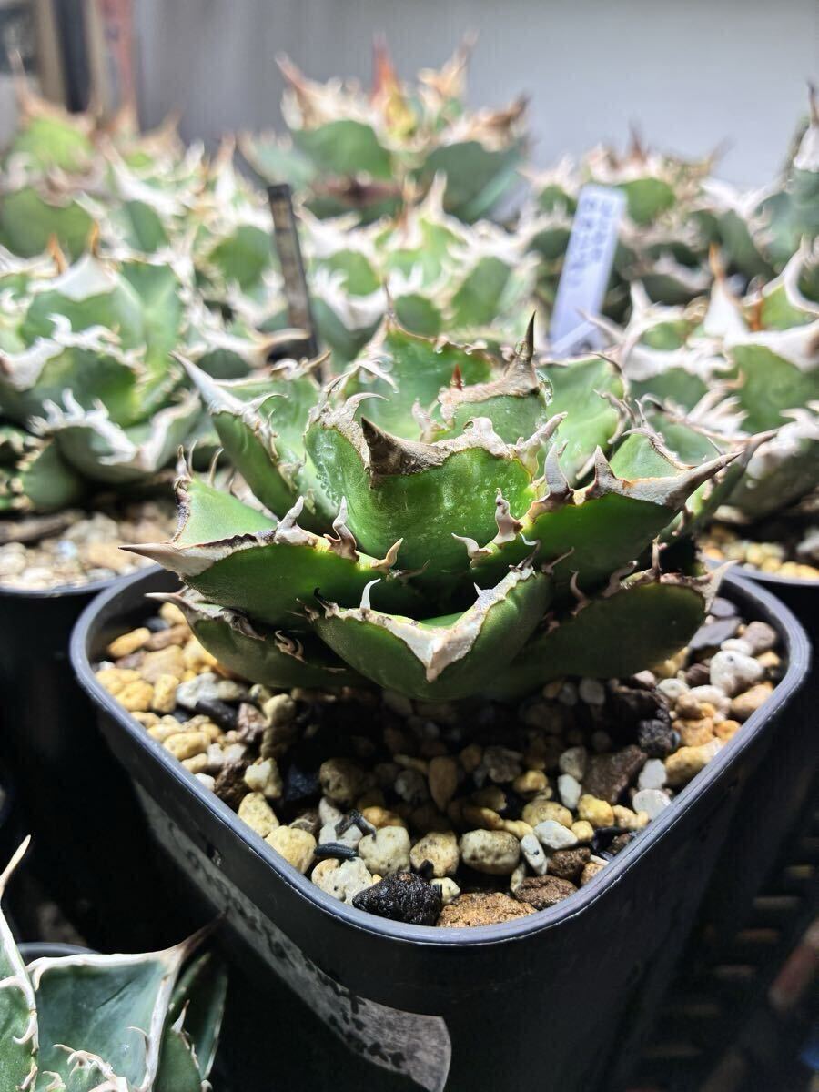 Yahoo!オークション - 「子株」アガベ (観葉植物) の落札相場・落札価格