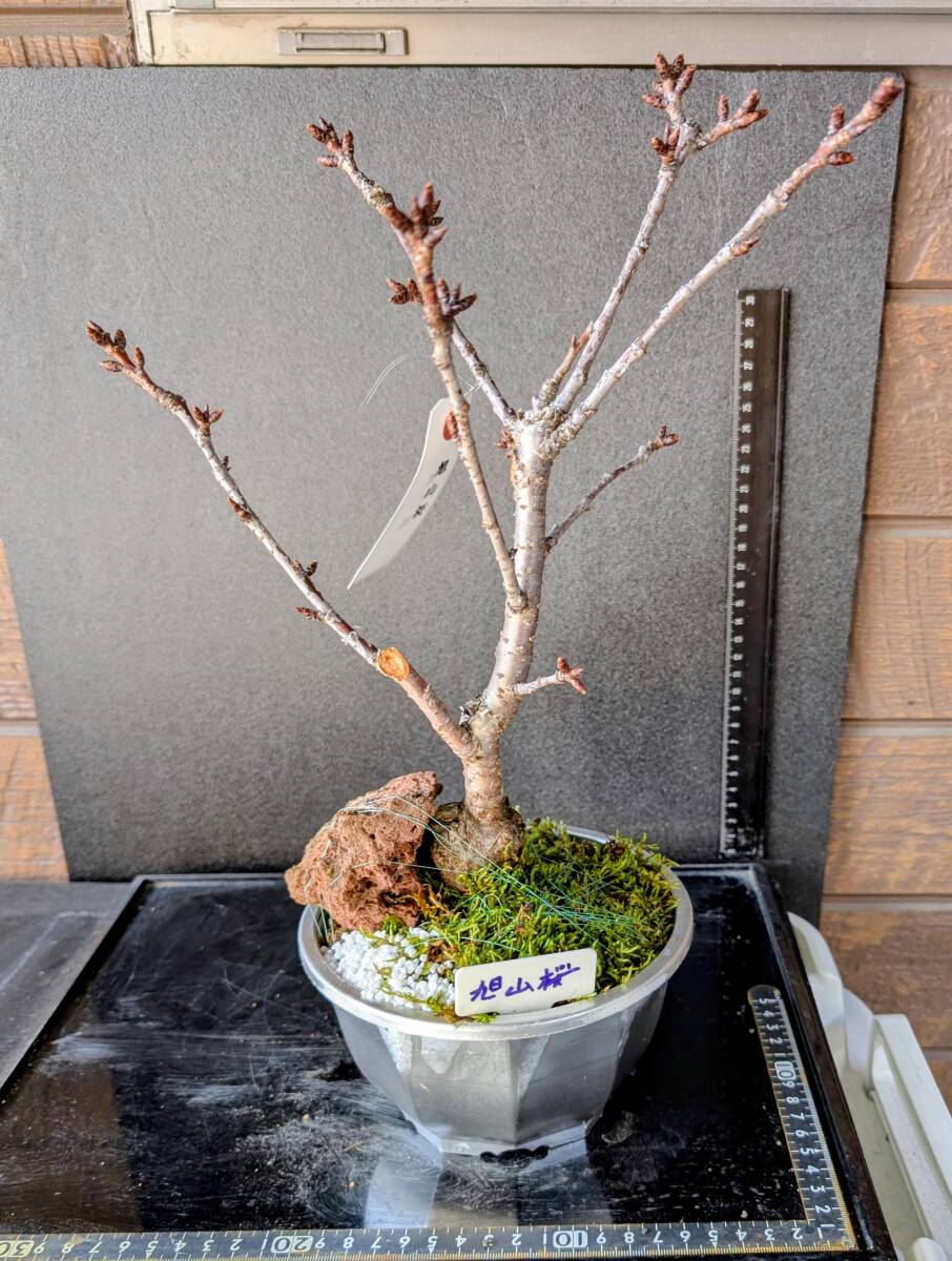 Yahoo!オークション - 盆栽 (花、園芸) の中古品・新品・未使用品