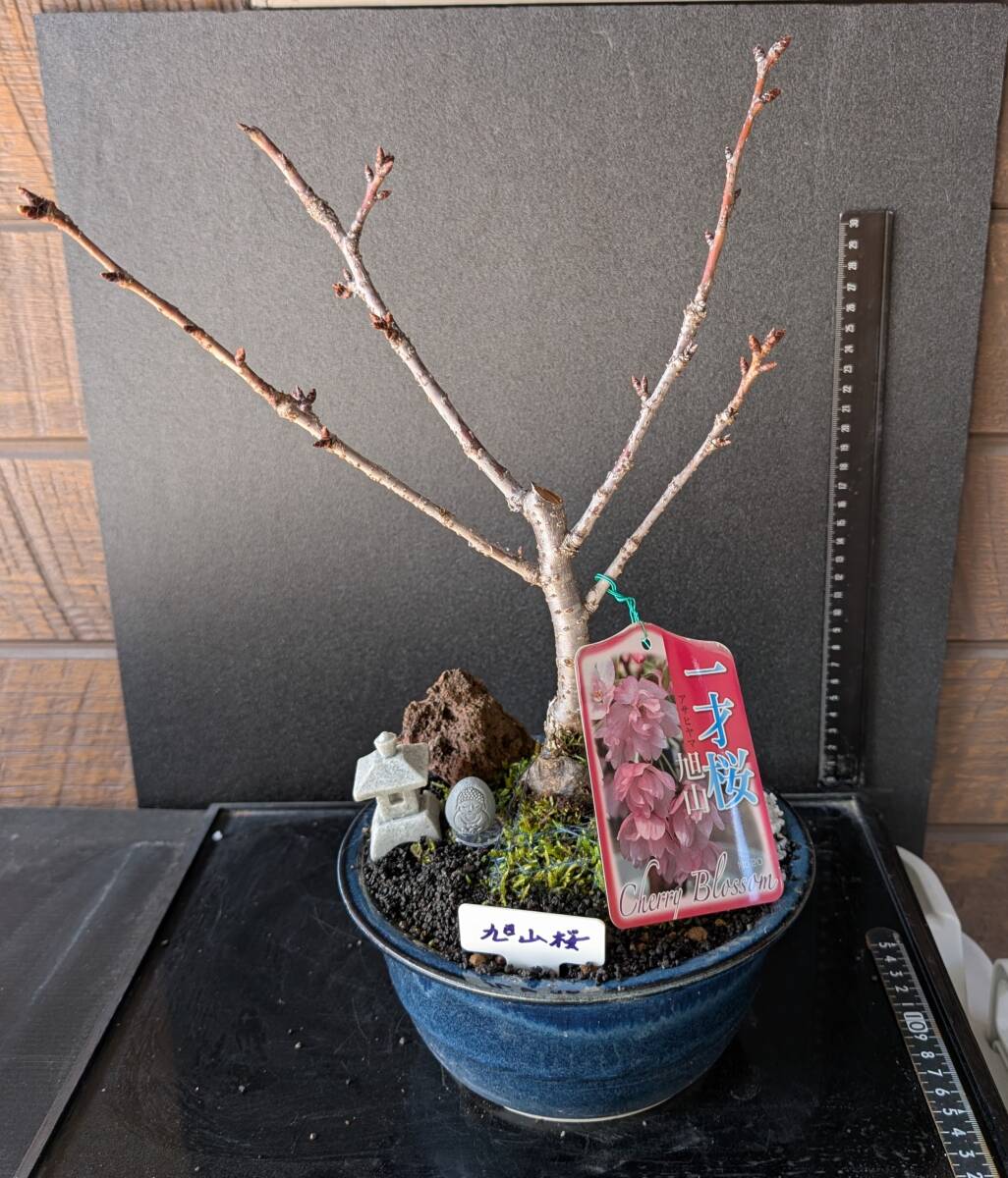 Yahoo!オークション - 盆栽 (花、園芸) の中古品・新品・未使用品