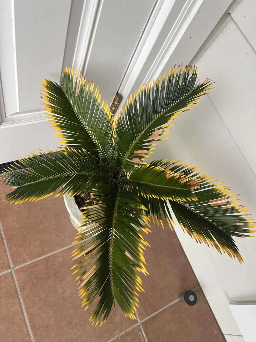 2026年最新】Yahoo!オークション -ソテツ 斑入りの中古品・新品・未