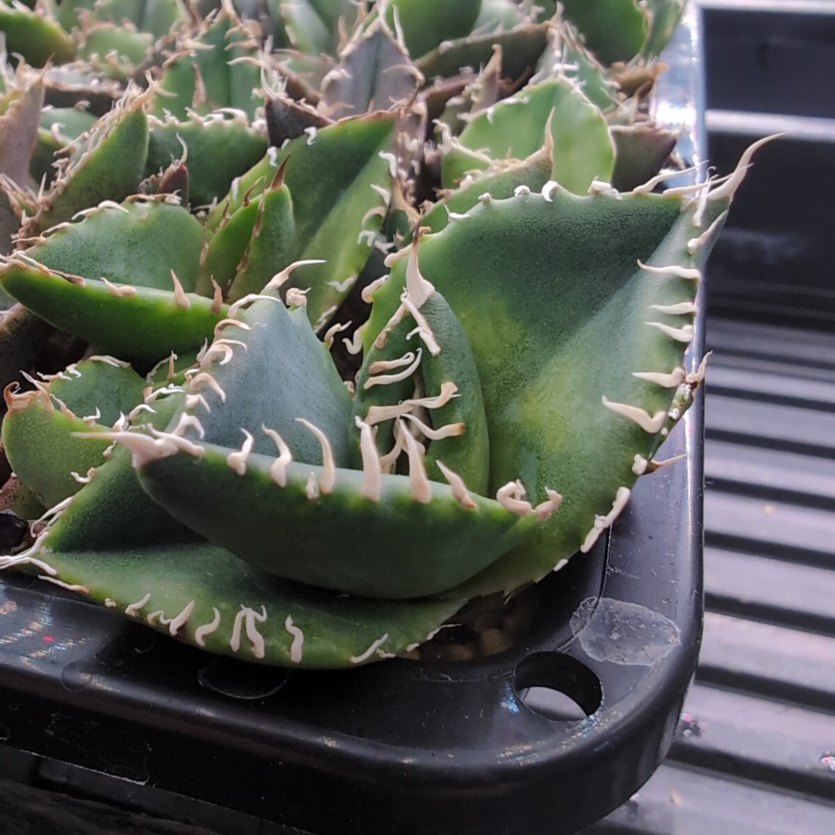 2026年最新】Yahoo!オークション -アガベ オアハカ(アガベ)の中古品