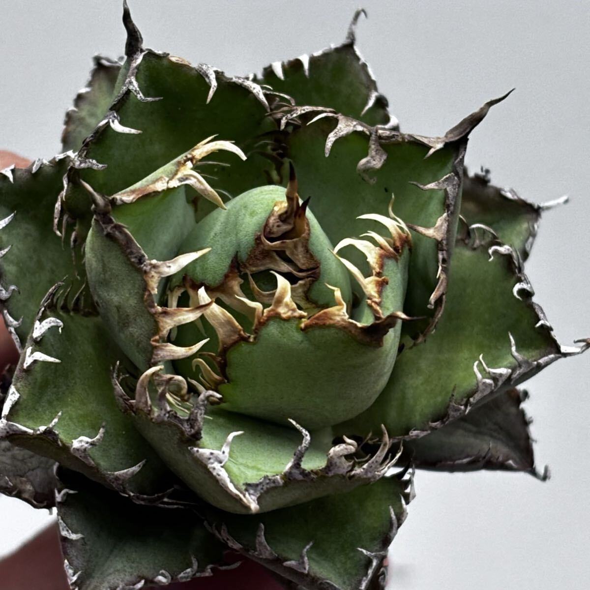 2026年最新】アガベ オアハカ(Agave Oaxaca) 人気のおすすめ商品一覧