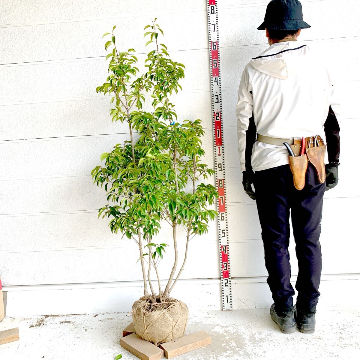 2026年最新】アオダモ(Aodamo)の植木・庭木商品一覧 - Yahoo!オークション