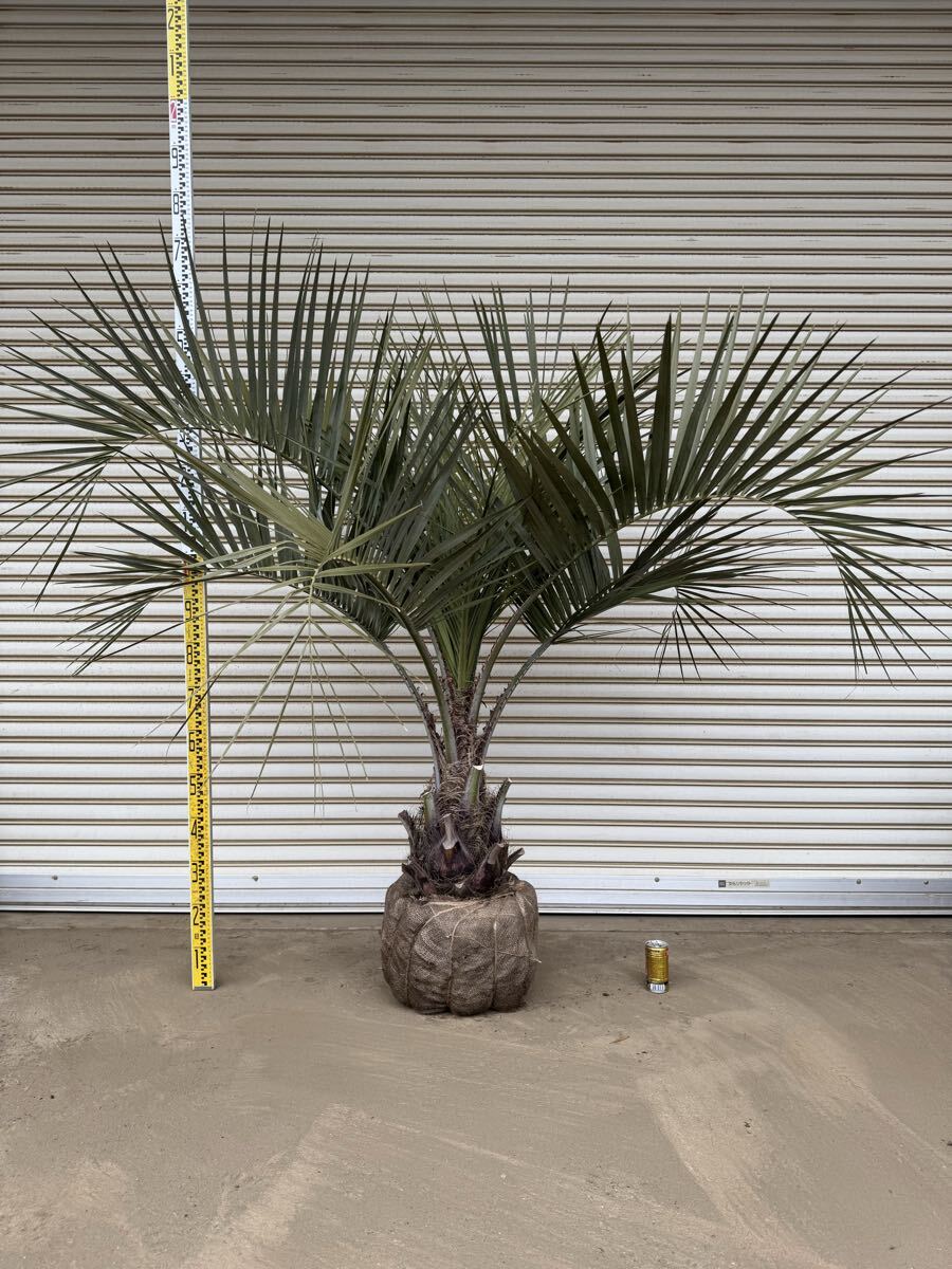 2026年最新】Yahoo!オークション -ココスヤシ シルバーリーフの中古品