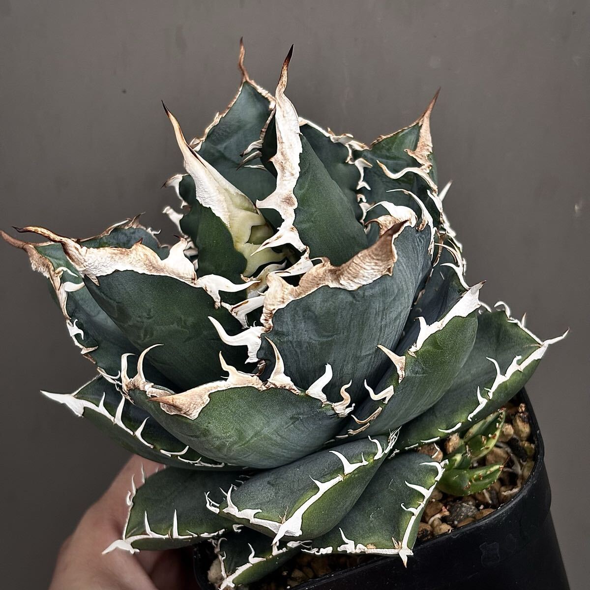 2026年最新】アガベsadの商品一覧 - Yahoo!オークション