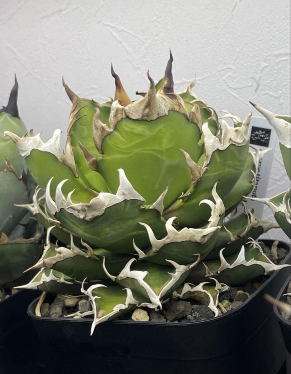 Yahoo!オークション -「赤猫」(アガベ) (観葉植物)の落札相場・落札価格