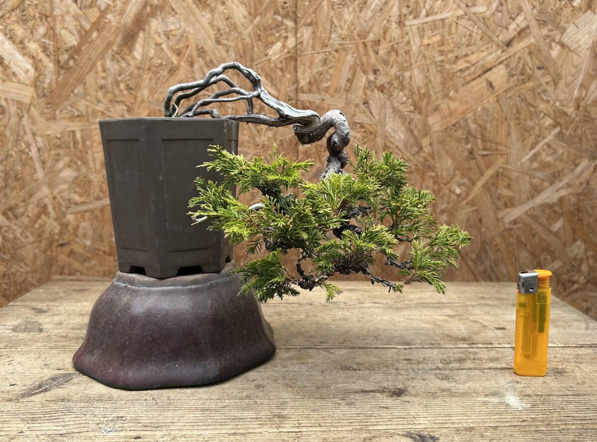 2026年最新】真柏 - 人気の盆栽が揃う商品検索結果 - Yahoo!オークション