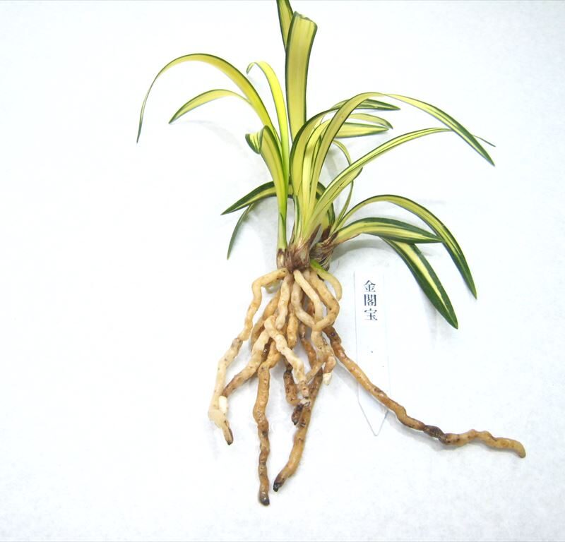 金閣宝（日本春蘭） | 梅里園｜オンラインショップ