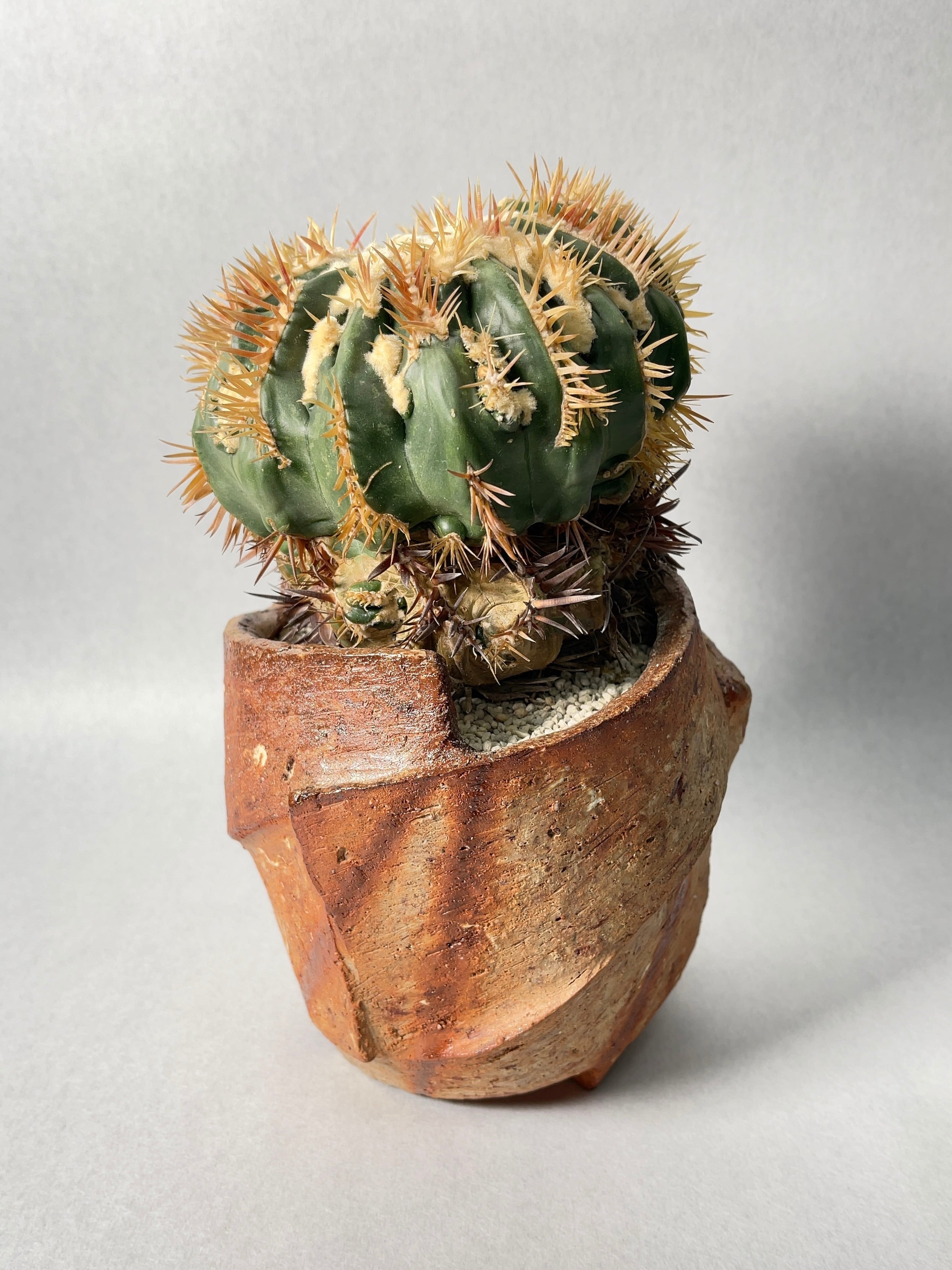 ホマロケファラ・綾波モンストローサ | trigger