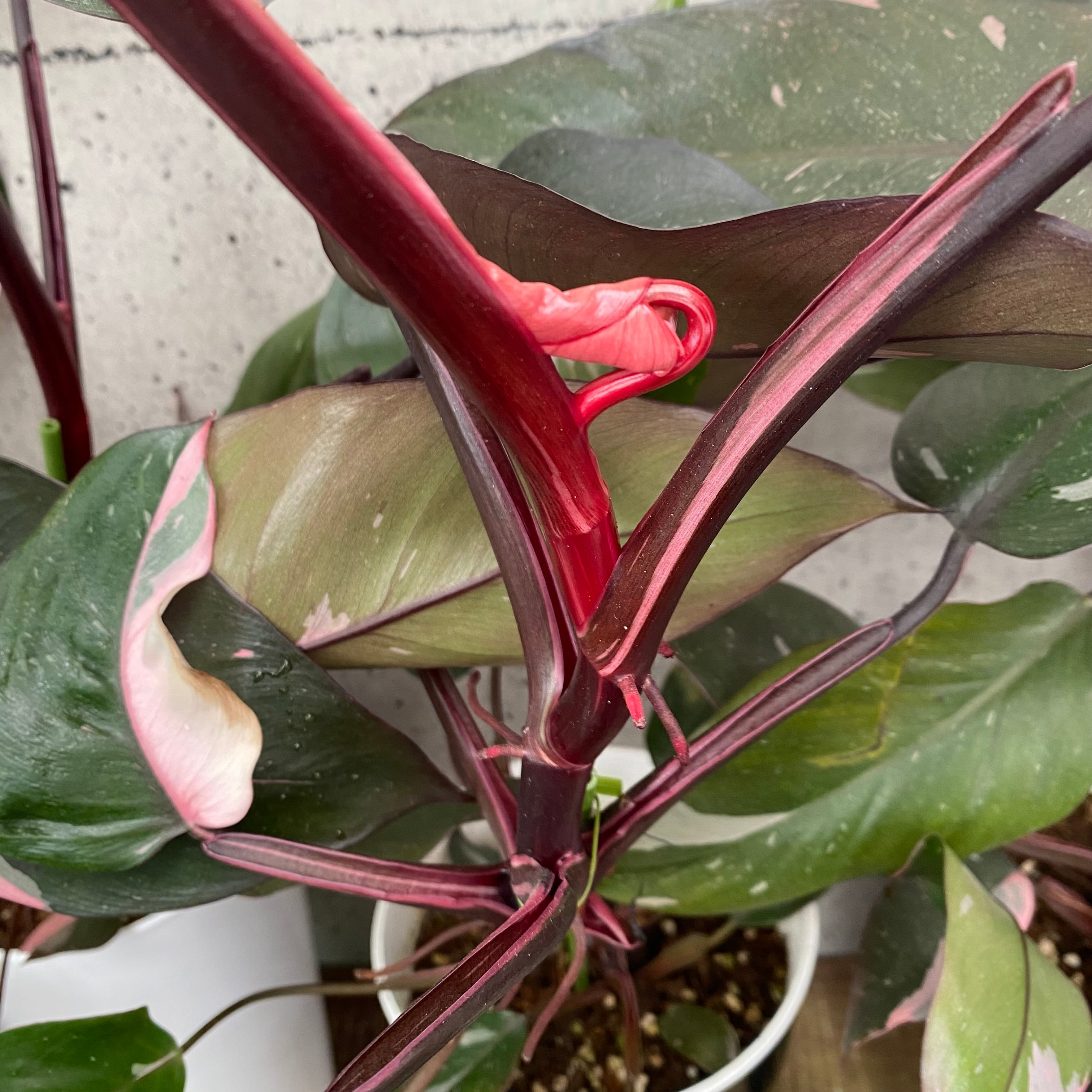 超絶希少 フィロデンドロン アタバポエンセ ピンクオーレア斑入り 超絶