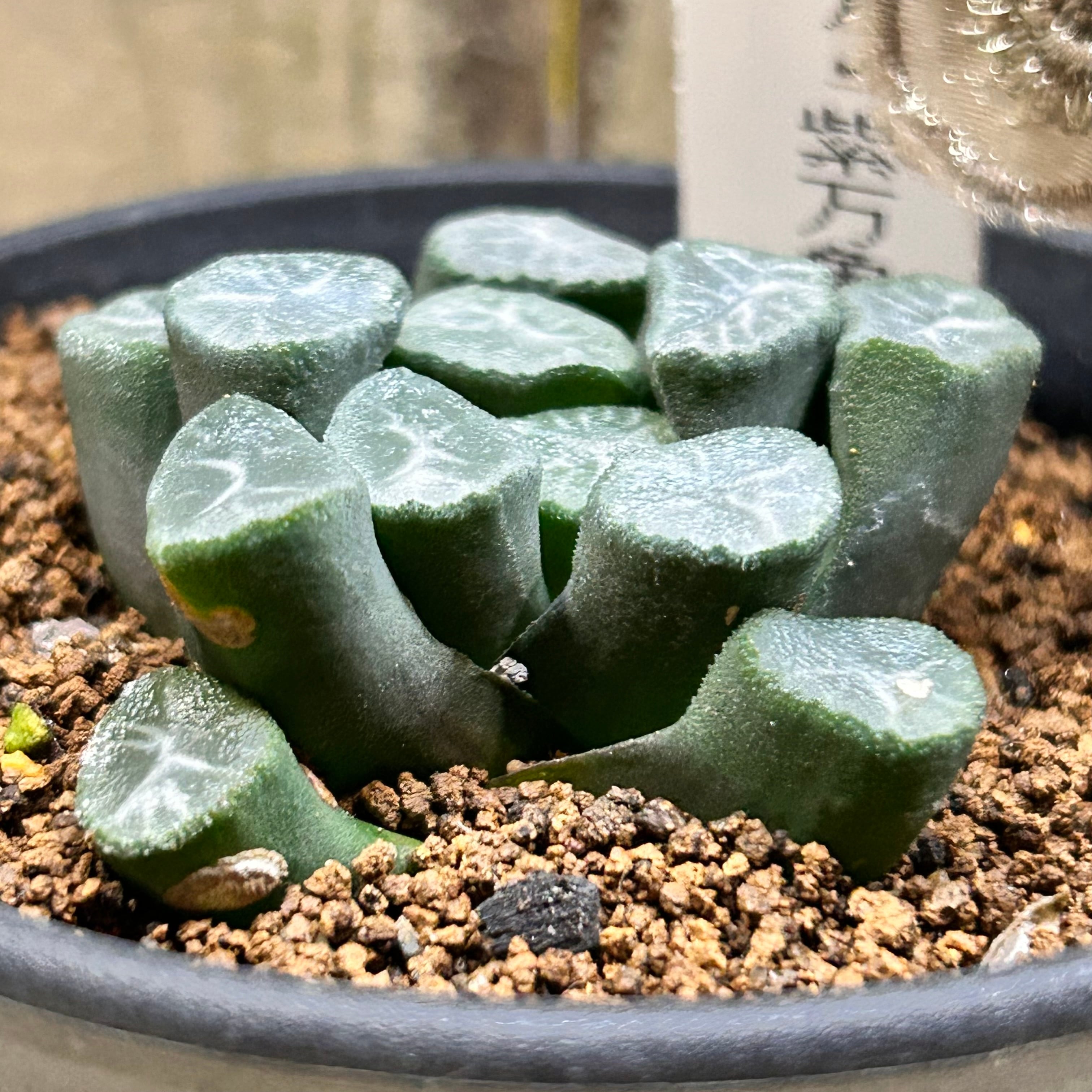 T)紫万象 ハオルチア | RuPo 多肉植物専門店