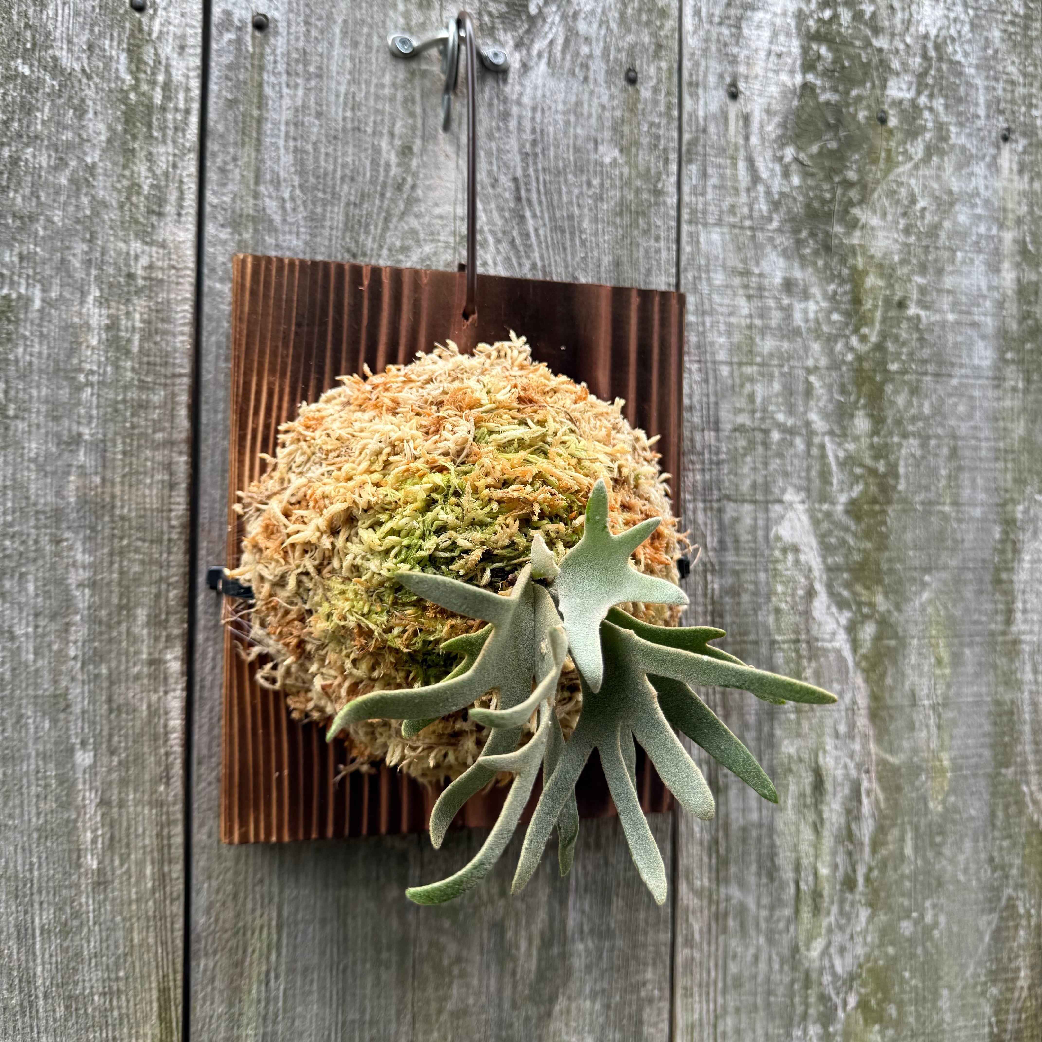 P.willinckii Totoro sporeling | naturefix