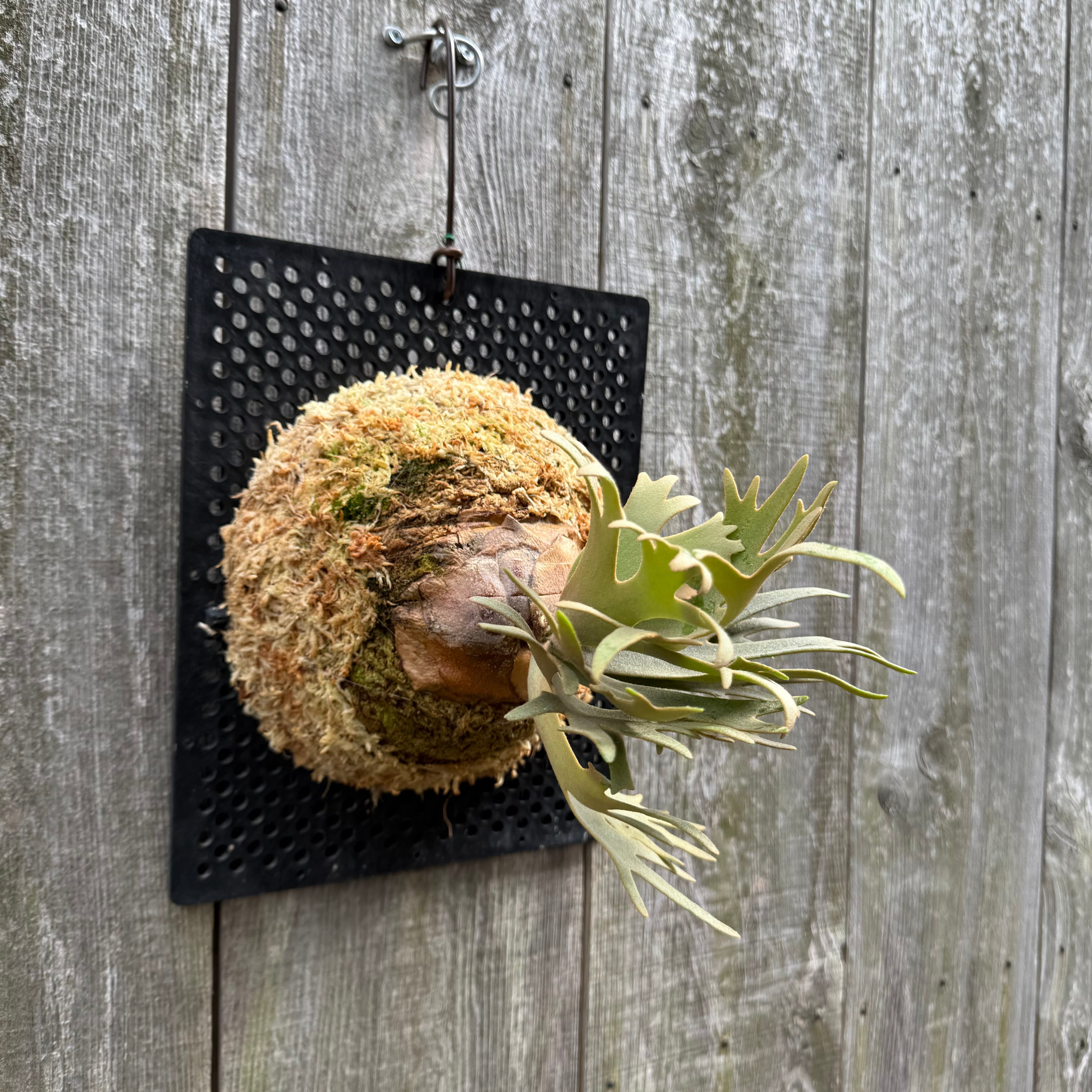 P. willinckii Nano (pup) | naturefix