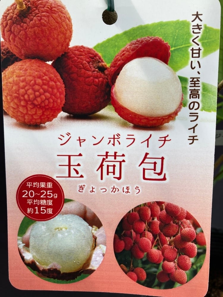 ジャンボライチ【玉荷包】4号 | 日本ライン花木センター