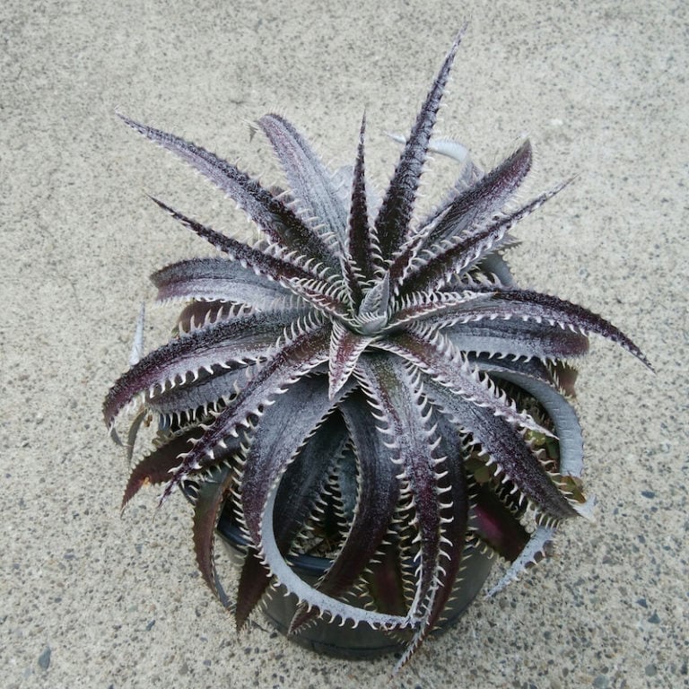 F00068_Dyckia 'Bill Baker'：ディッキア・ビルベイカー（子株