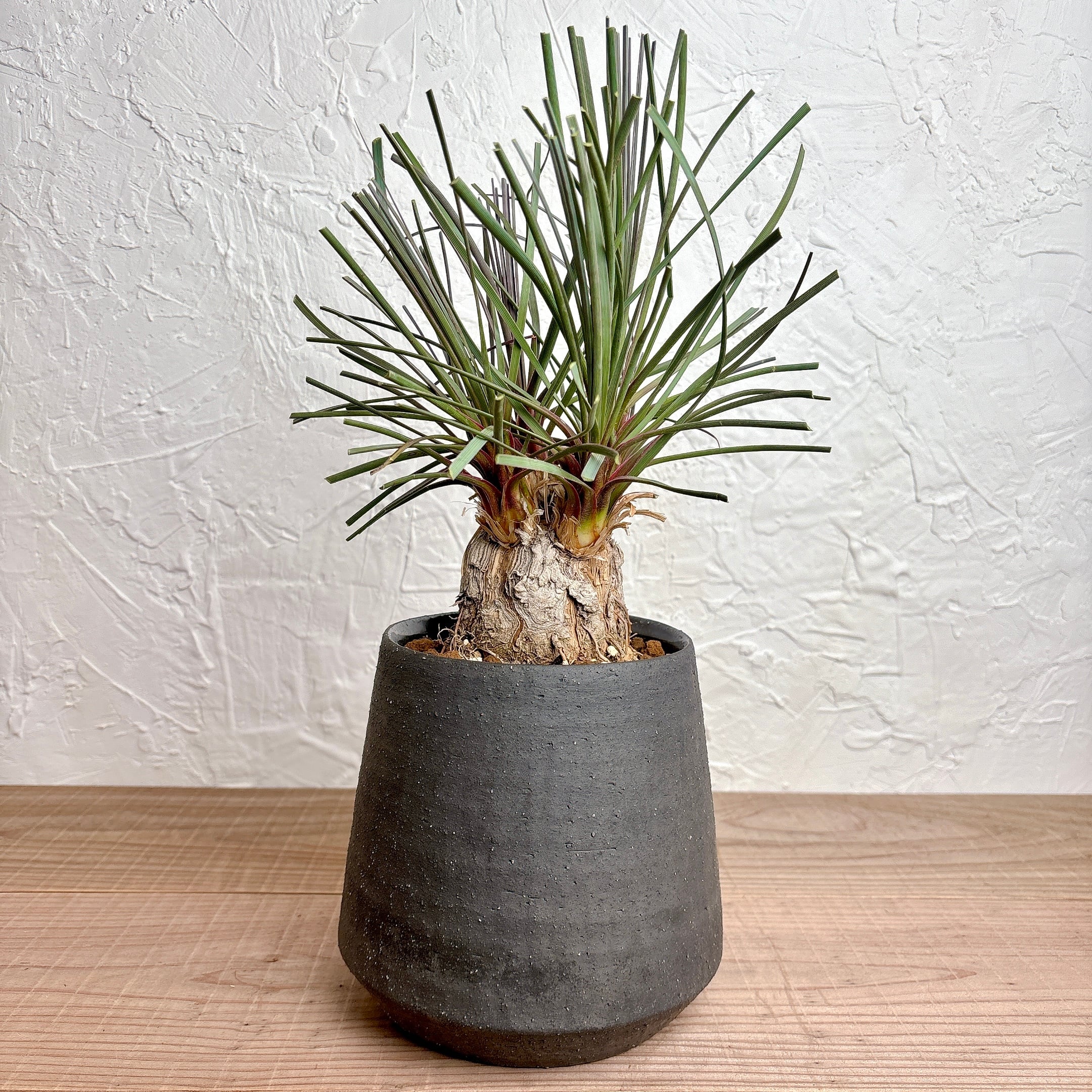 カリバナスフーケリー [塊根植物 観葉植物] | yu25plants