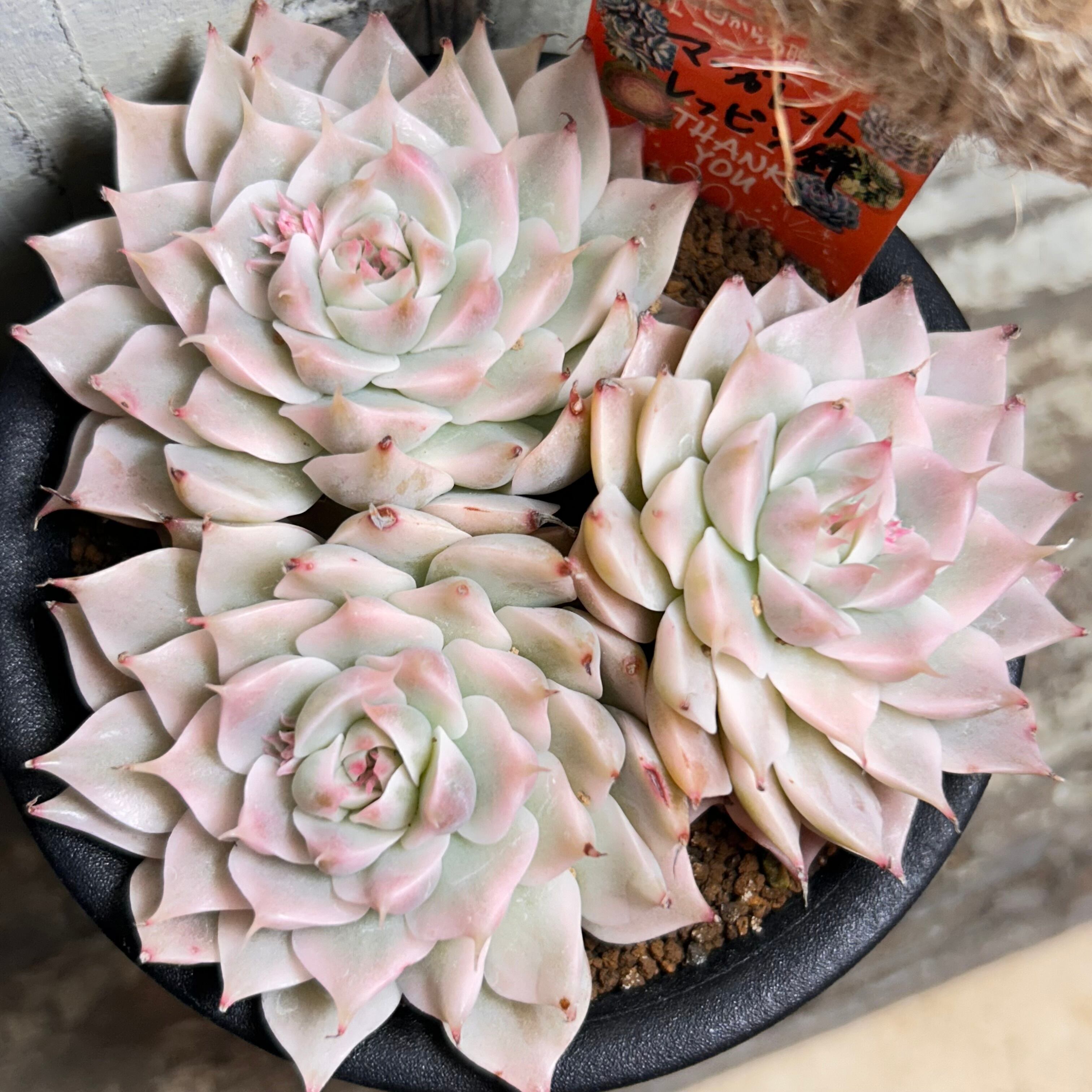 マーガレットレッピン錦 | RuPo 多肉植物専門店