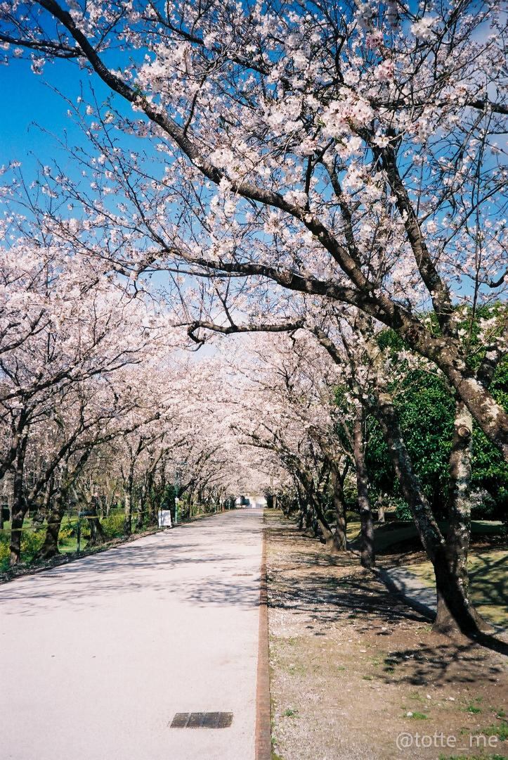 Nikon ZOOM 500 AF | Totte Me Camera