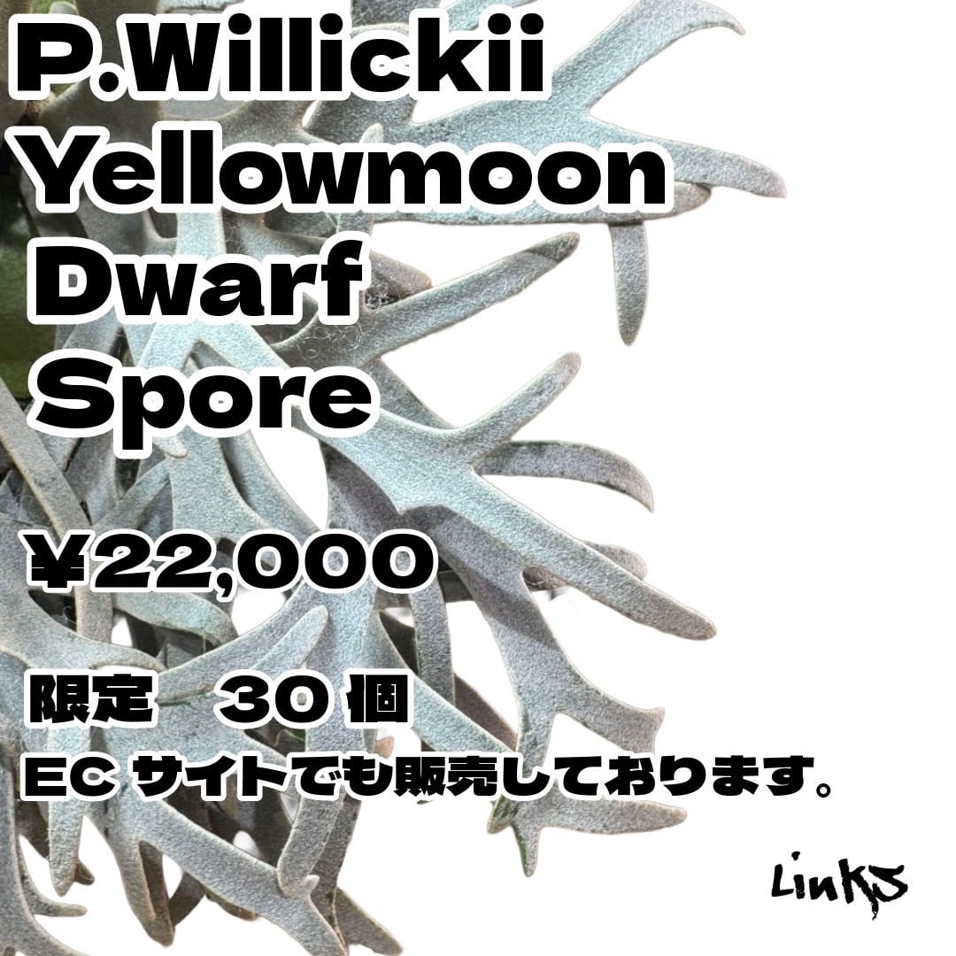 ビカクシダ ウィリンキー イエロームーンドワーフ P. willinckii