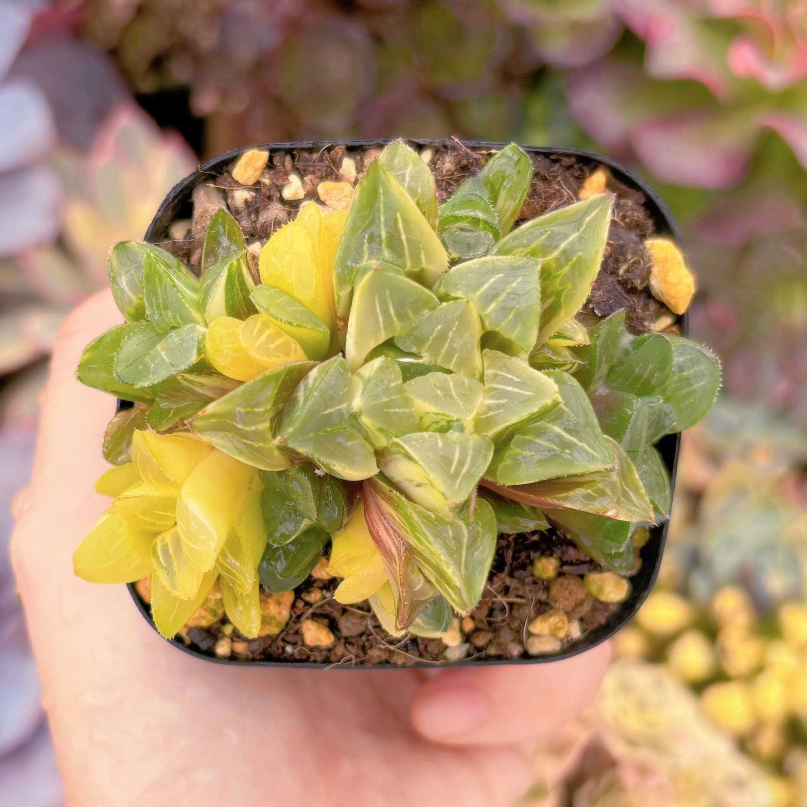 現品 ハオルチア姫寿錦#F239 群生 古株 るる農園 | るる農園~多肉植物専門