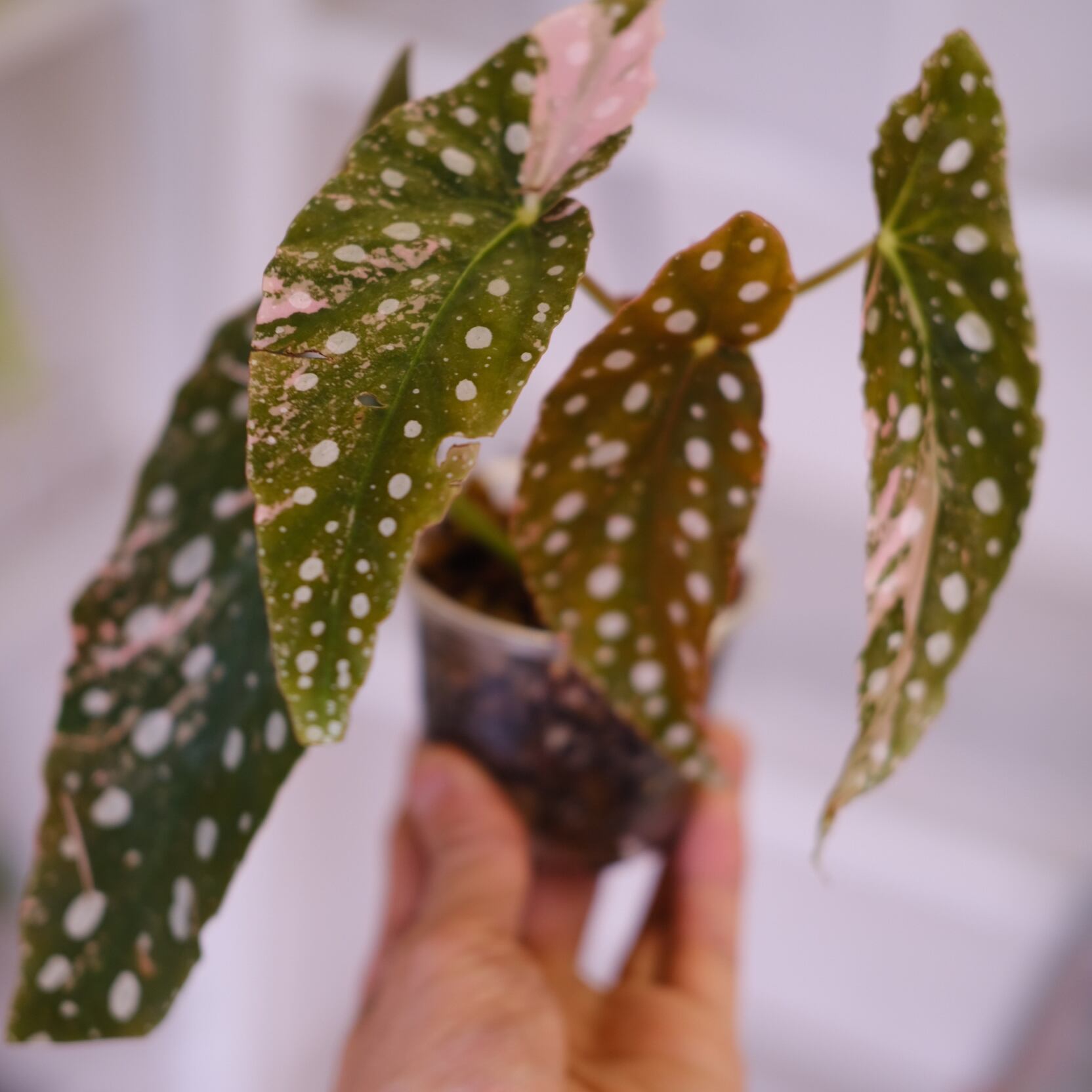 Begonia maculata variegata 'Pink'｜ベゴニア マクラータ ピンク