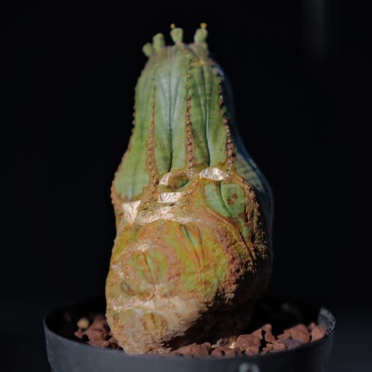 オス株 異型 捻じれ モンスト マイクロオベサ / ユーフォルビア