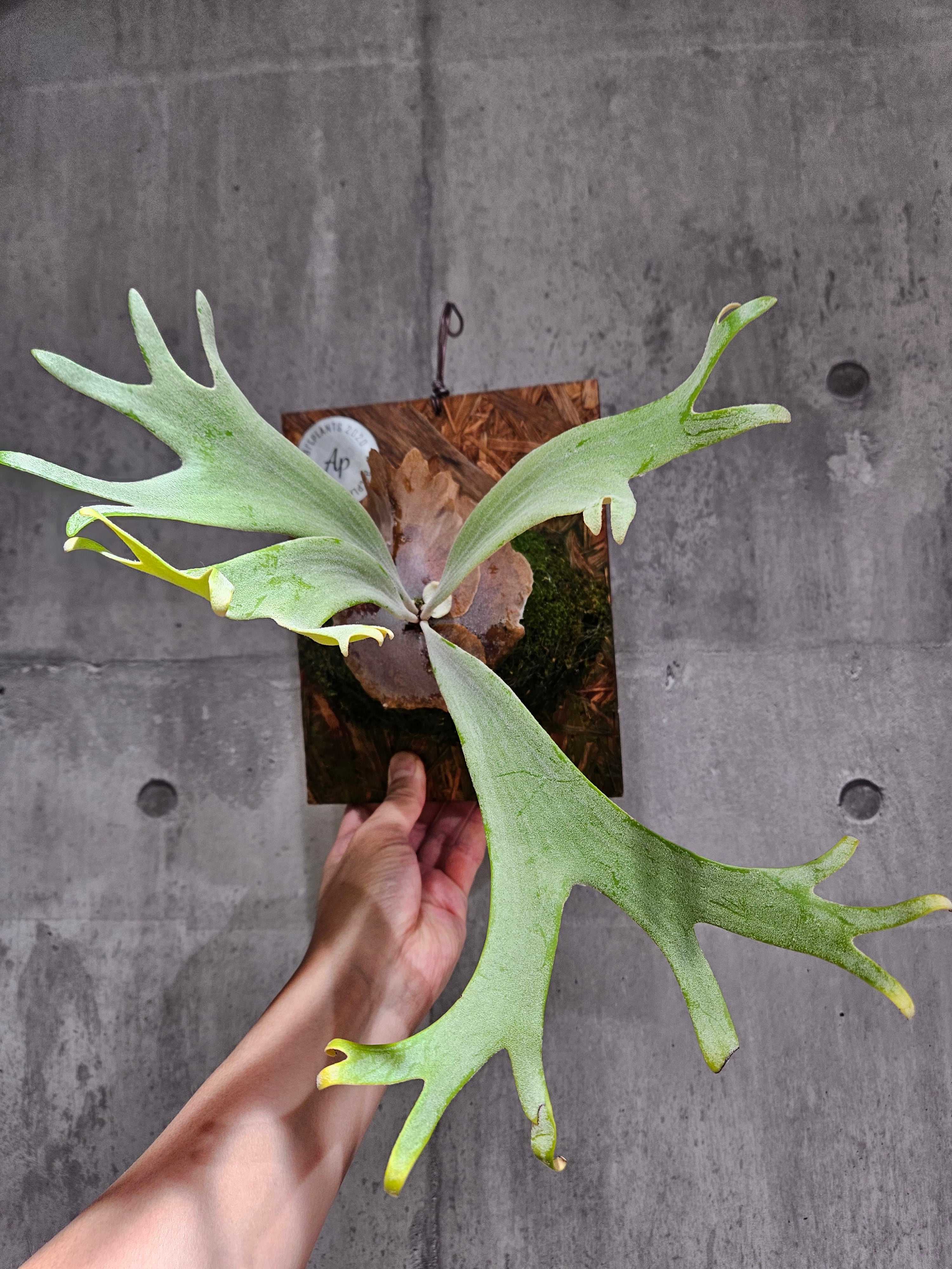 P. Willinckii cv. Sailor Mercury (OC) 【artPLANTs/PLANTS GARAGE