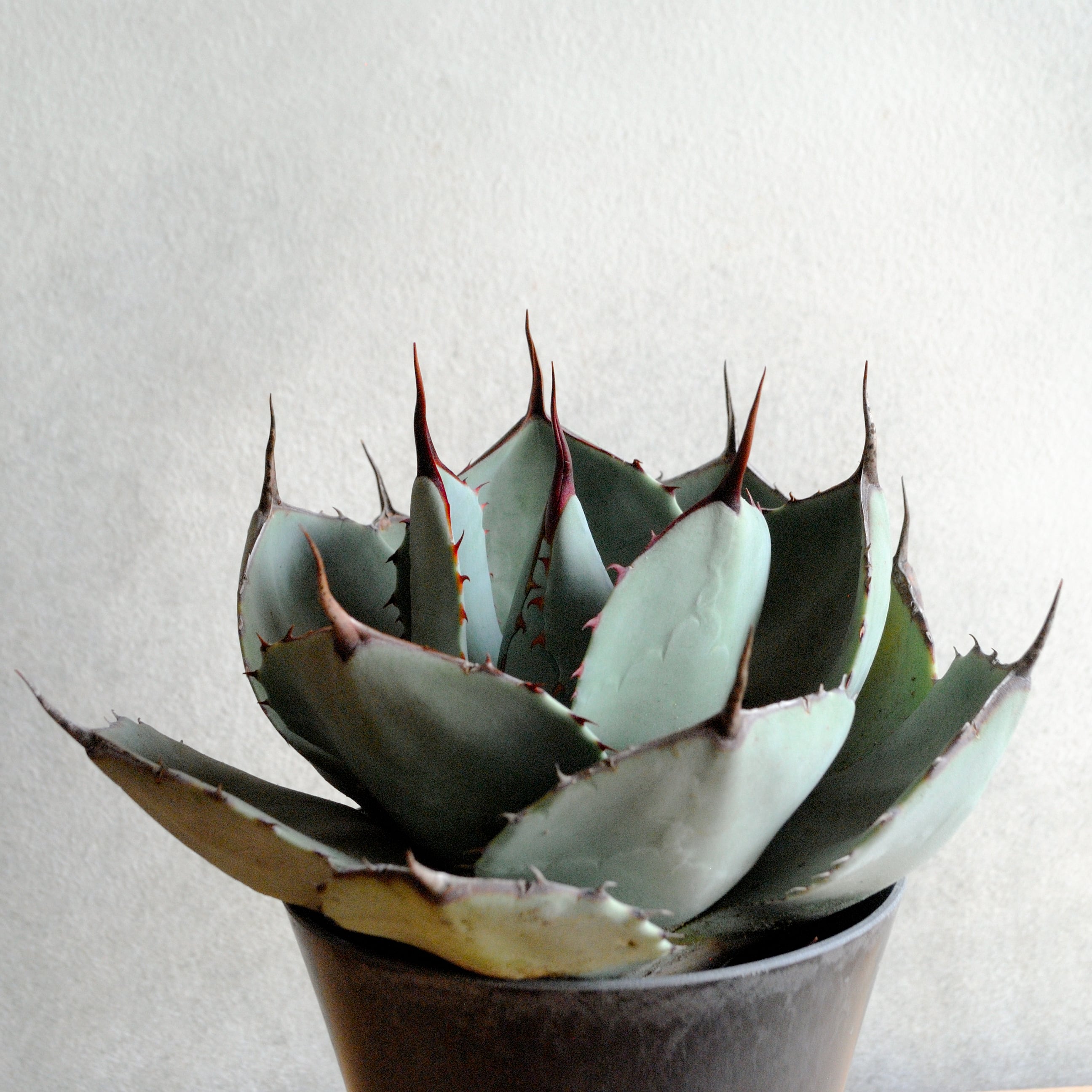 アガベ パリー トランカータ 中株 | Agave Rocon