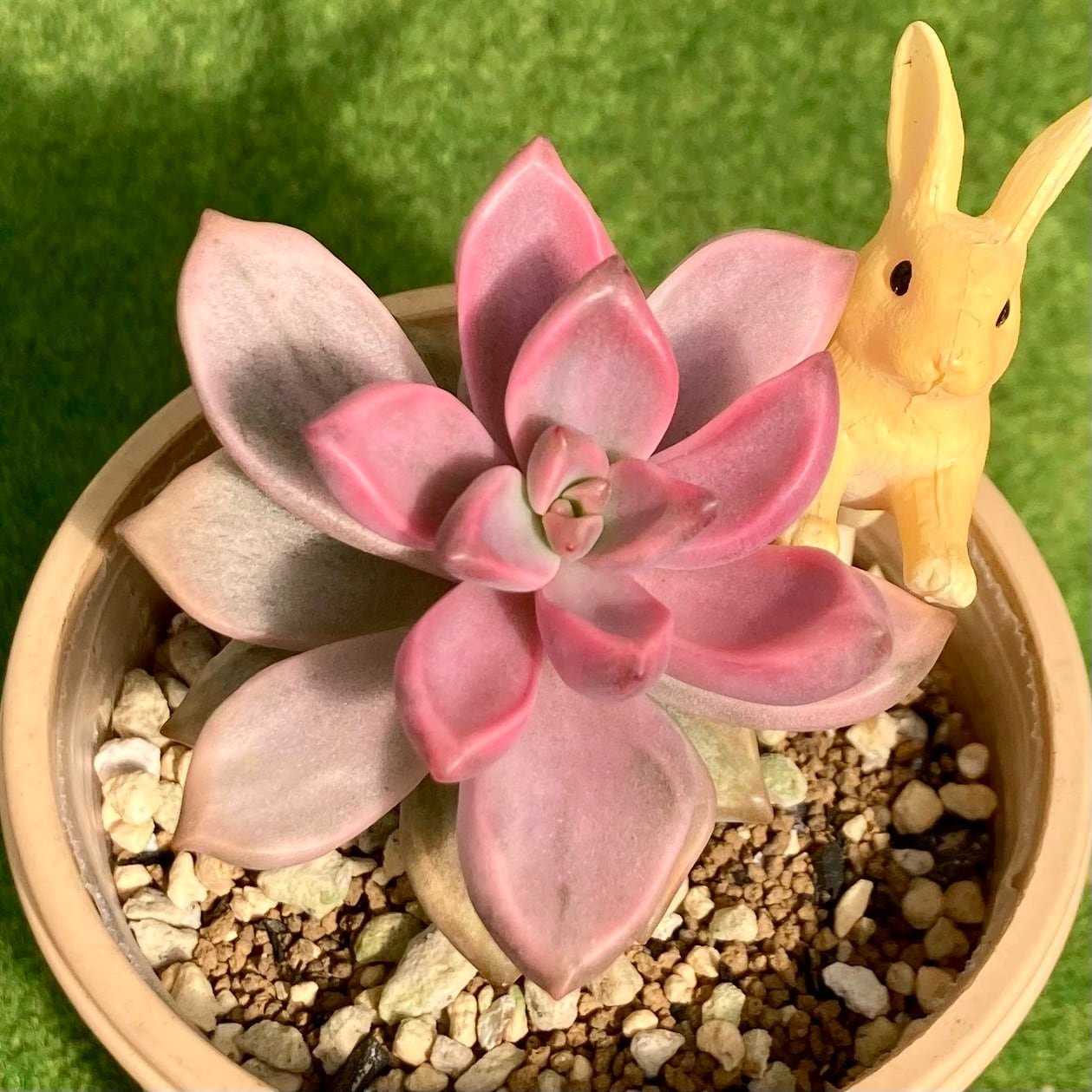 ピーチ姫（ブロンズ姫錦） | 多肉植物 豆彦商店