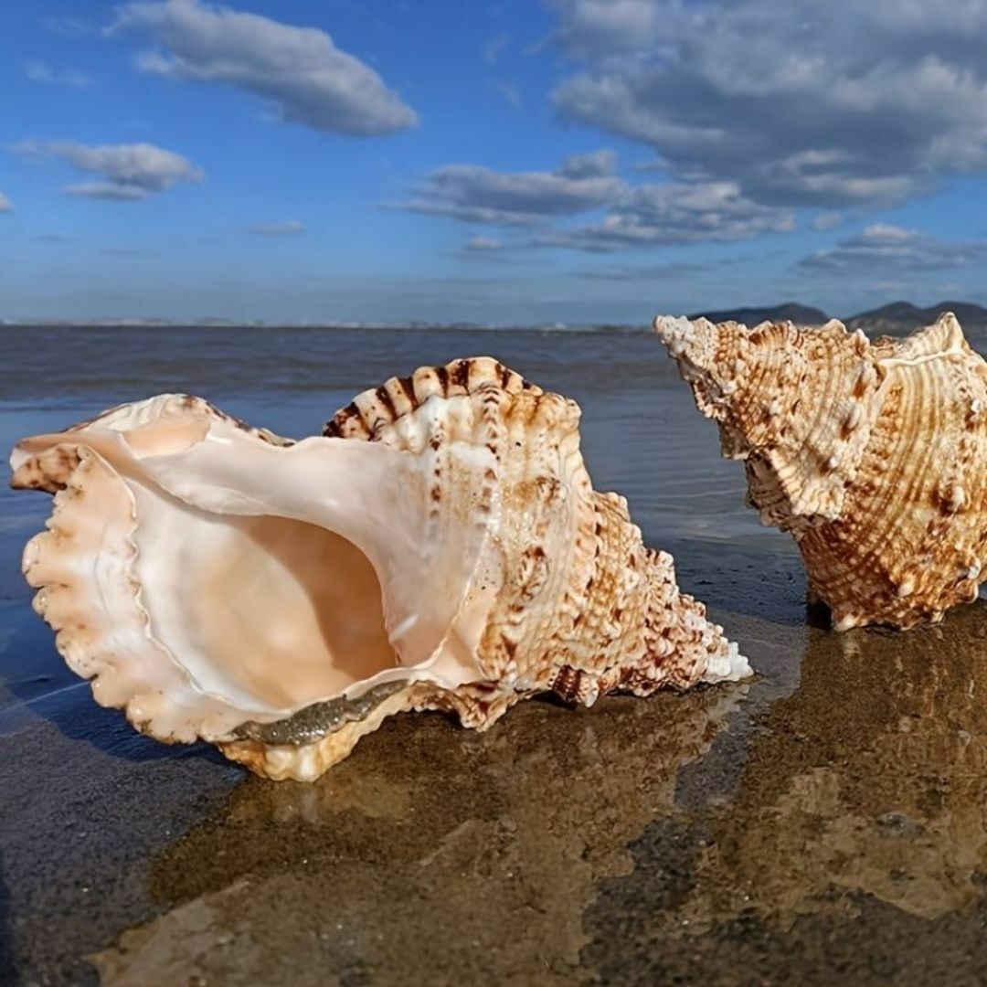 天然貝 ホラ貝 貝殻 シェル 大きな貝殻 置物 海 装飾 | Renatus