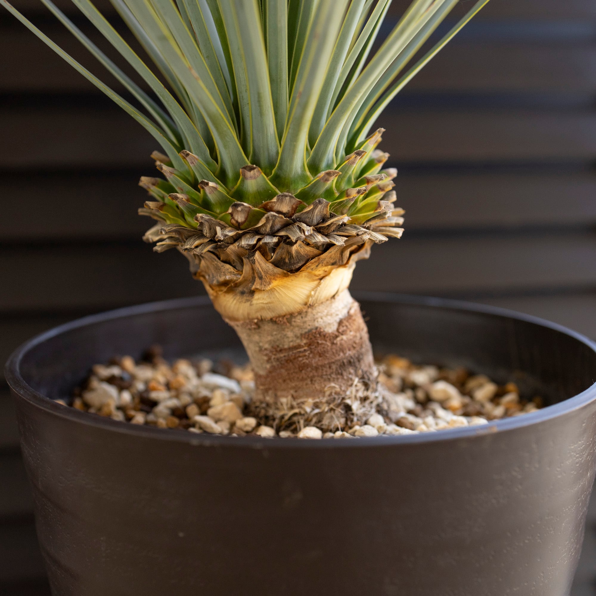 ユッカ ロストラータ Rostrata 7号 株立ち 観葉植物 細葉 ドライ