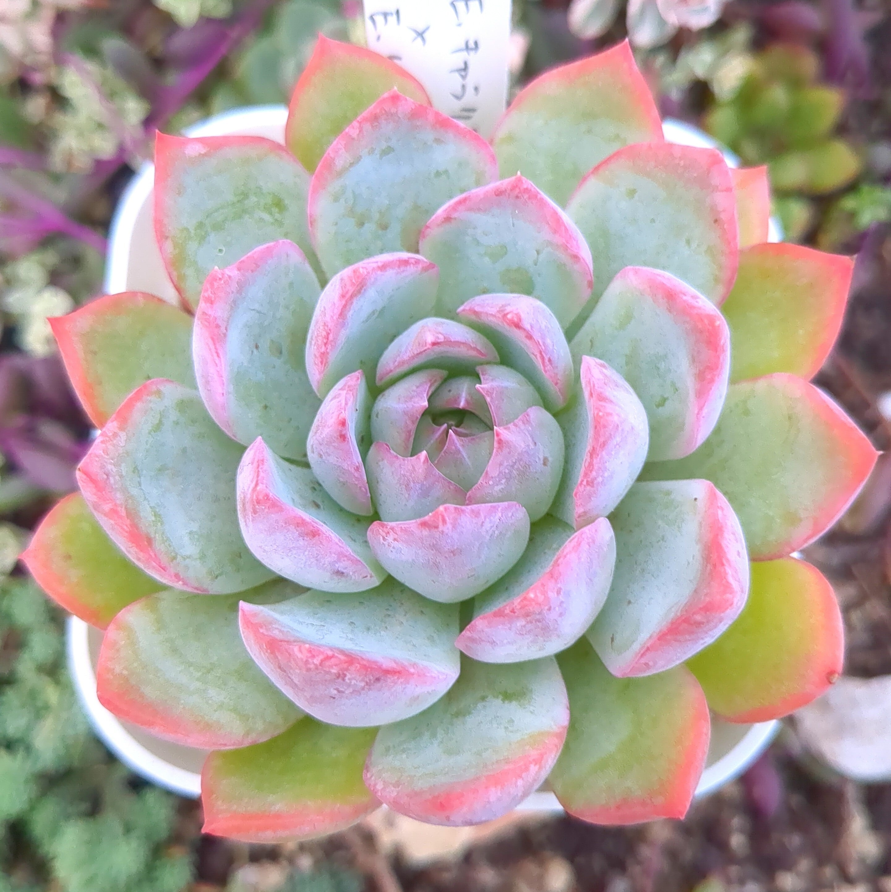 選抜前ST交配 エケベリア キャラリアンxピンクエッジ 実生苗（抜き苗