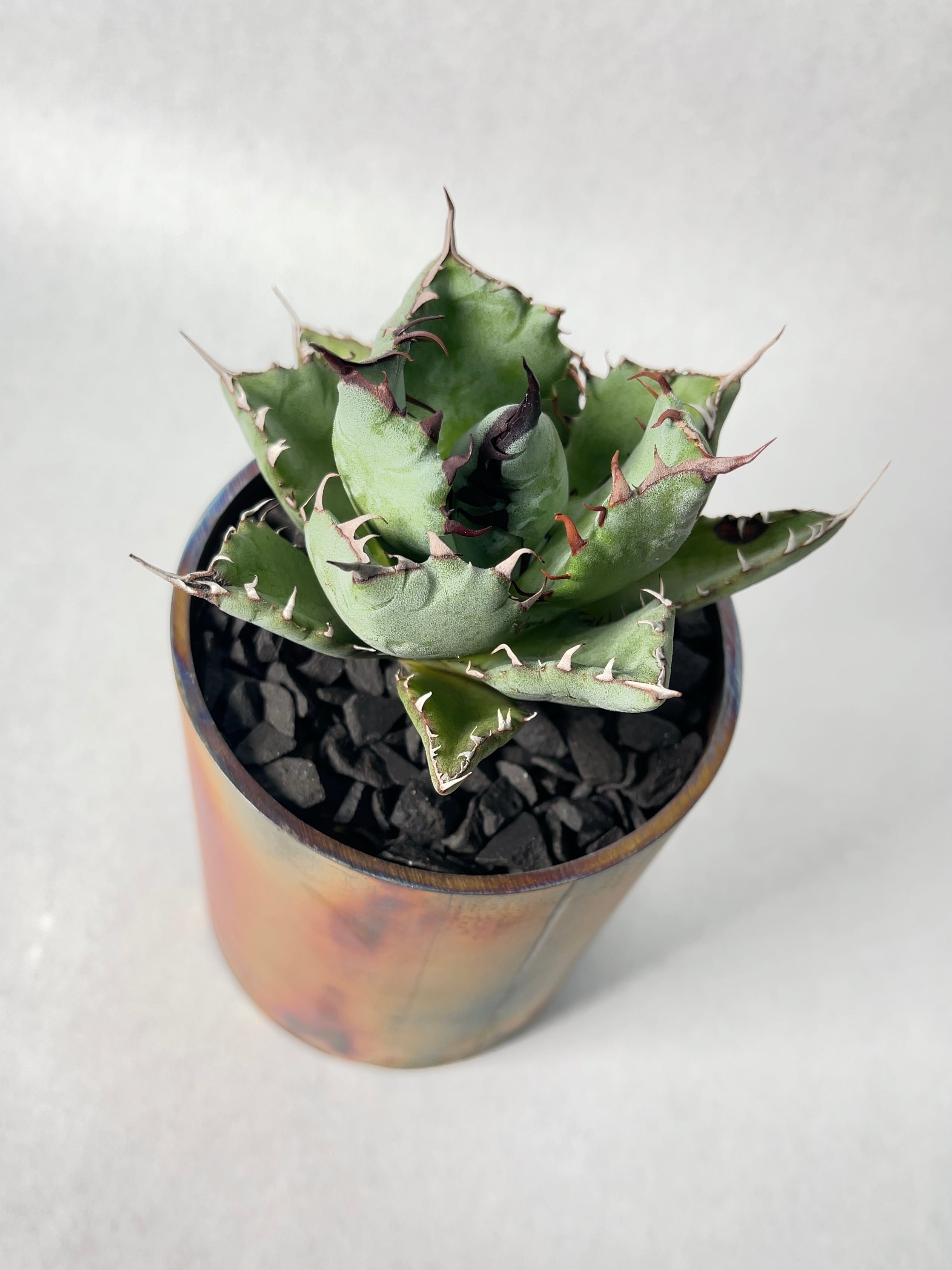 アガベ・コンフェデレートローズ×チタノタ | trigger