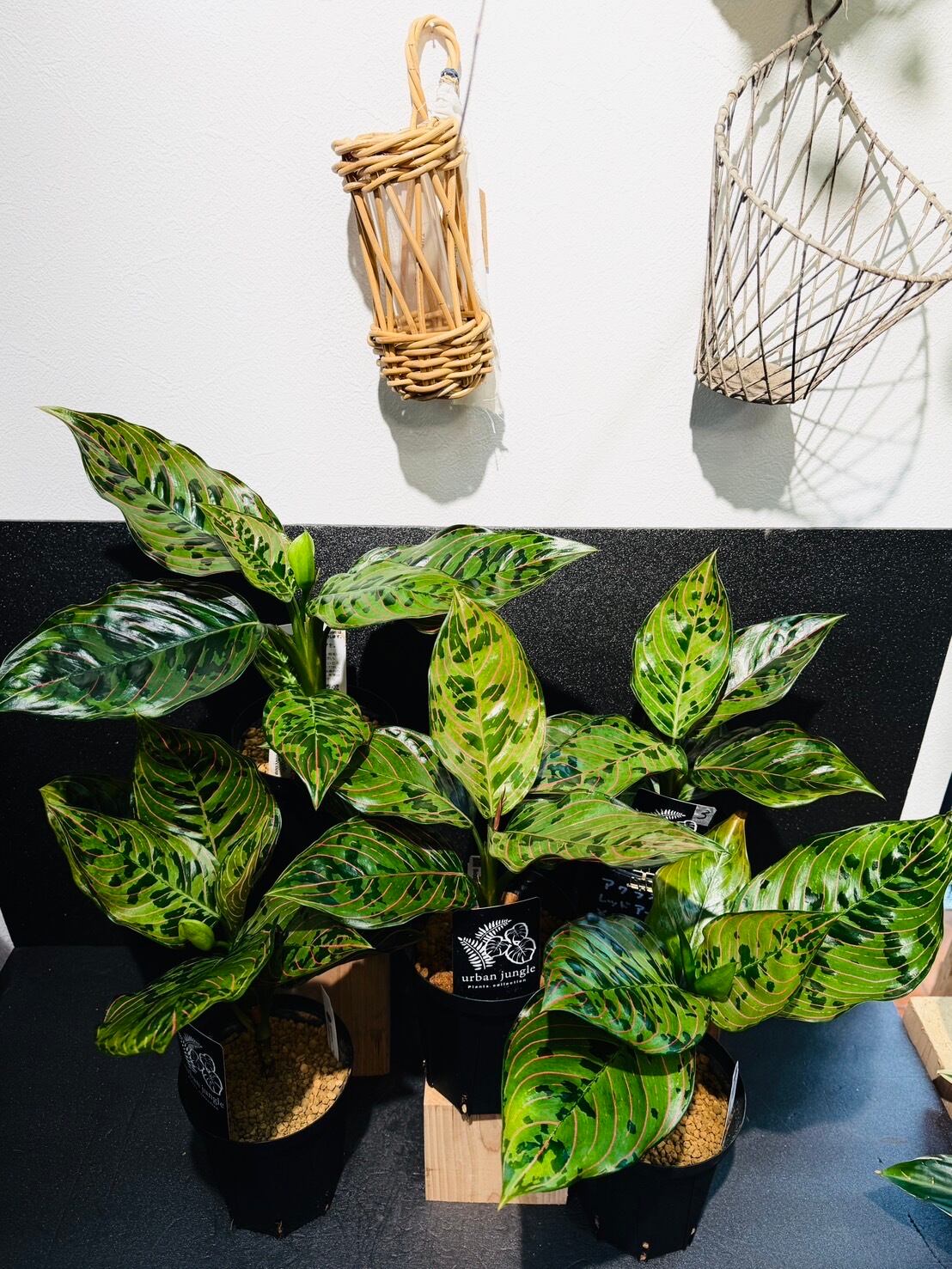 レッドアーミー アグラオネマ 希少 観葉植物 4号 | 観葉植物と雑貨のお