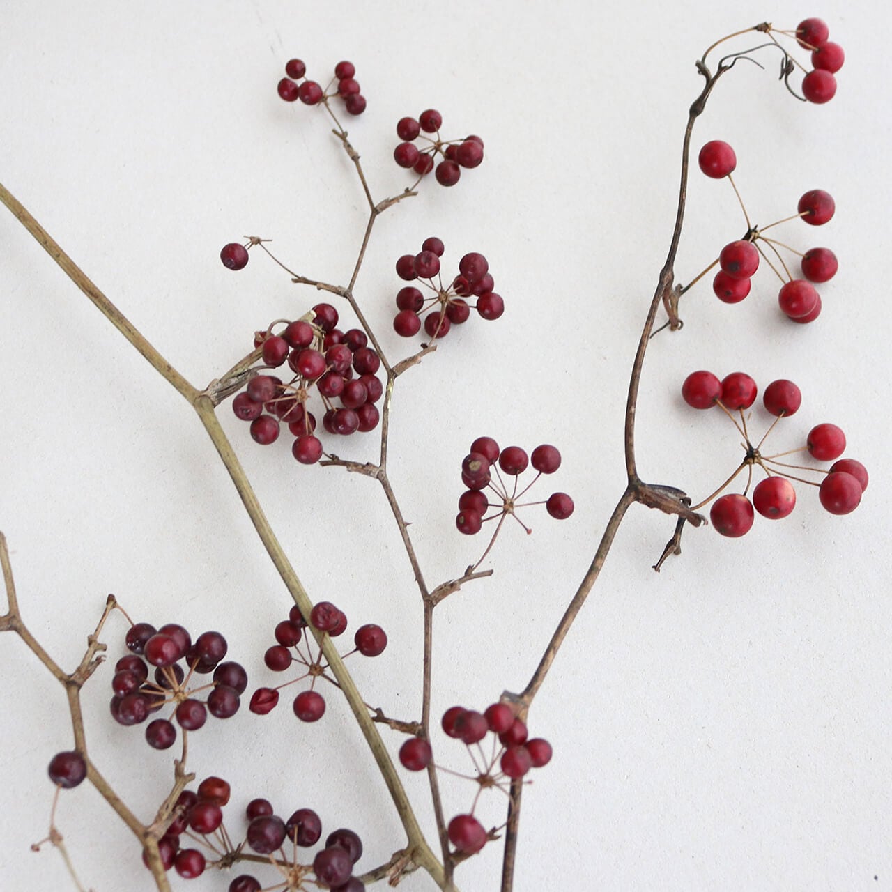 サンキライの実/ドライフラワー | 富良野 花七曜 | ドライフラワー